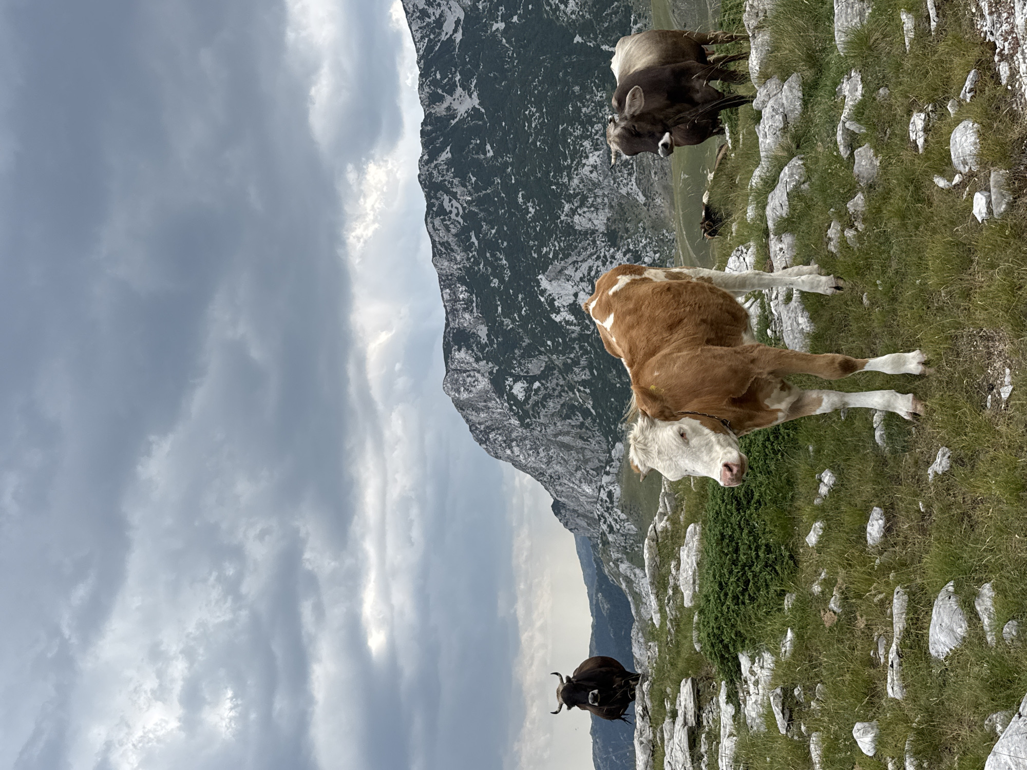 In the city of Grabovica, Montenegro, under a cloudy sky, a herd of cows grazes on a rocky, grassy mountainside. The foreground features a young, brown and white cow standing alert, facing left, with its head turned towards the viewer. To the right of this calf, a dark brown cow stands with its head down, grazing. In the mid-ground, a large, dark brown bull with impressive horns stands prominently on a rocky outcrop, facing left. Further in the background, another dark brown cow is visible lying down. The landscape is characterized by sparse green vegetation, scattered white rocks, and a imposing, grey, mountainous backdrop. The overall impression is one of a rugged, natural environment where livestock roam freely.