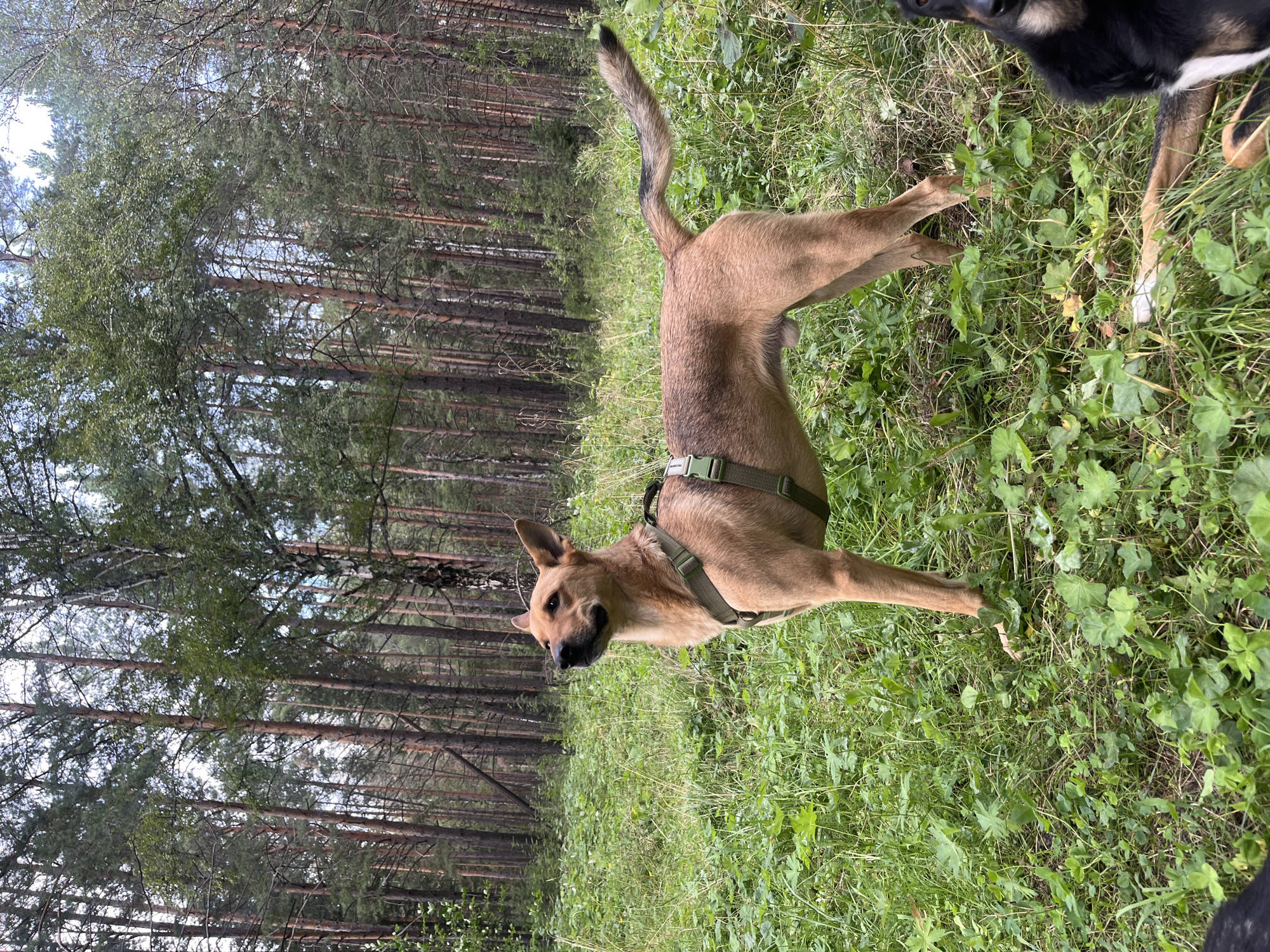 A medium-sized, tan-colored dog with a green harness stands in a grassy area surrounded by a dense pine forest. The dog is facing left and looking upwards. The ground is covered in green grass and clover. In the lower right corner, the head of a black and tan dog is visible, lying down. The background consists of tall, thin pine trees. The overall scene appears to be a natural outdoor environment, likely a forest or wooded area. No specific landmarks or features definitively place the scene in Nizhny Tagil, Russia, but it is consistent with a wooded area that might be found in or around the city.