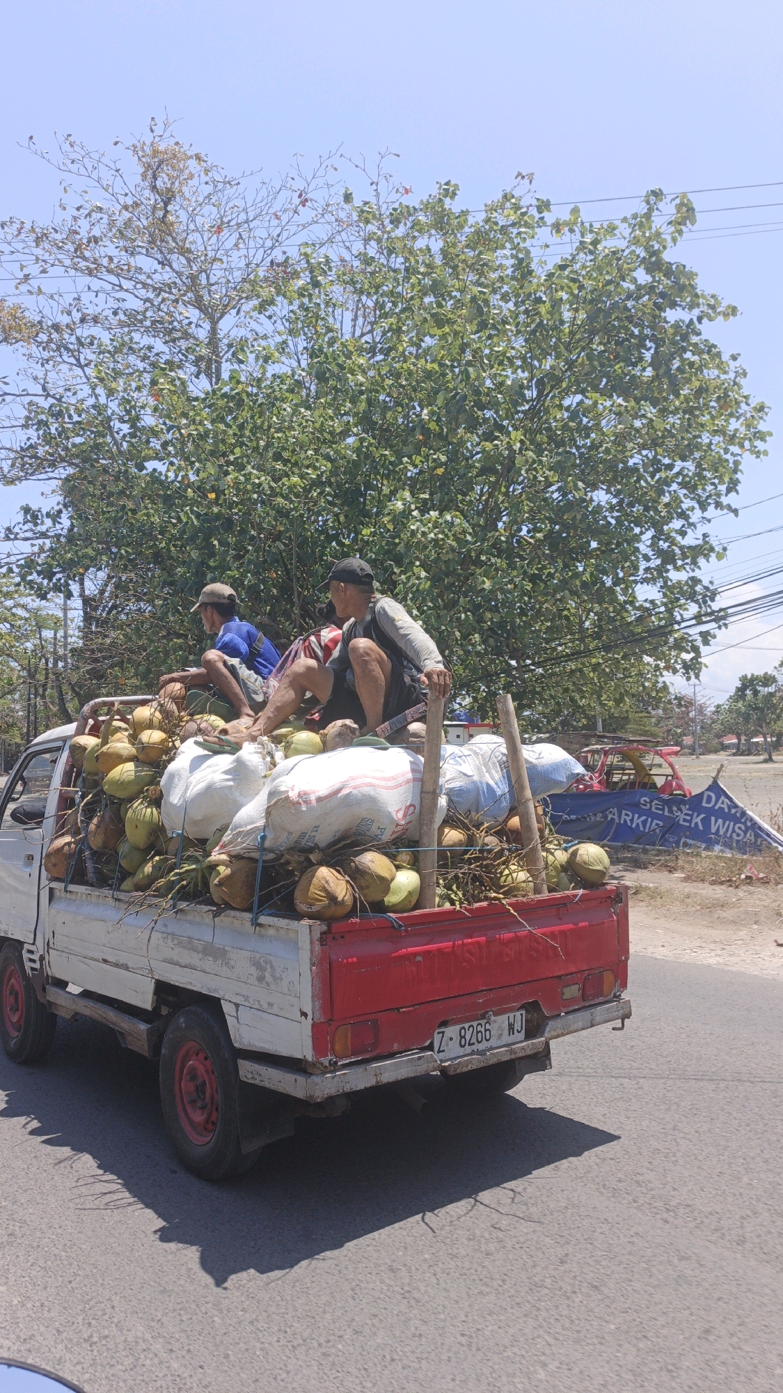 In Pangandaran, Indonesia, a white pickup truck loaded with coconuts is parked on a road under a clear blue sky. Two men are seated atop the coconut load. The man in the front, wearing a black cap and a grey long-sleeved shirt, is looking to the right. The man behind him, wearing a brown cap and a blue short-sleeved shirt, is looking to the left. The truck bed is filled with coconuts and several white sacks. In the background, lush green trees and a blue banner with text are visible, suggesting a roadside location possibly near a commercial area or a tourist spot. The truck's license plate reads "Z-8266-WJ". The overall scene depicts a typical day in Pangandaran, with local transport and produce being a common sight.