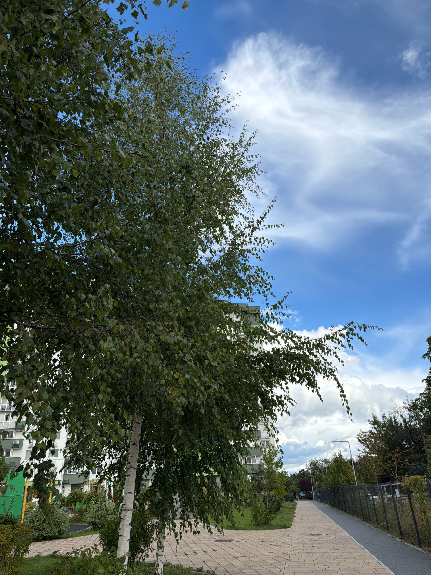 The image depicts an outdoor scene in an urban environment, likely a residential area in Kyiv, Ukraine, given the architectural style of the buildings. In the foreground, a large tree with green foliage and a distinct white, mottled bark dominates the left side of the frame, its branches reaching towards the sky.
A paved walkway, constructed from light-colored rectangular stones, extends into the distance on the right side of the image, bordered by a fence. Beyond the walkway, a row of trees and foliage creates a green buffer. Further back, a multi-story residential building with a light-colored facade and numerous windows is visible, suggesting an apartment complex. A small playground area with colorful structures is partially visible to the left of the building.
The sky above is a vibrant blue with scattered white, wispy clouds, indicating fair weather. The lighting suggests it is daytime, possibly late morning or afternoon. There are no people clearly visible in the image, and no specific actions or interactions are depicted. The overall impression is one of a typical urban residential setting on a pleasant day.