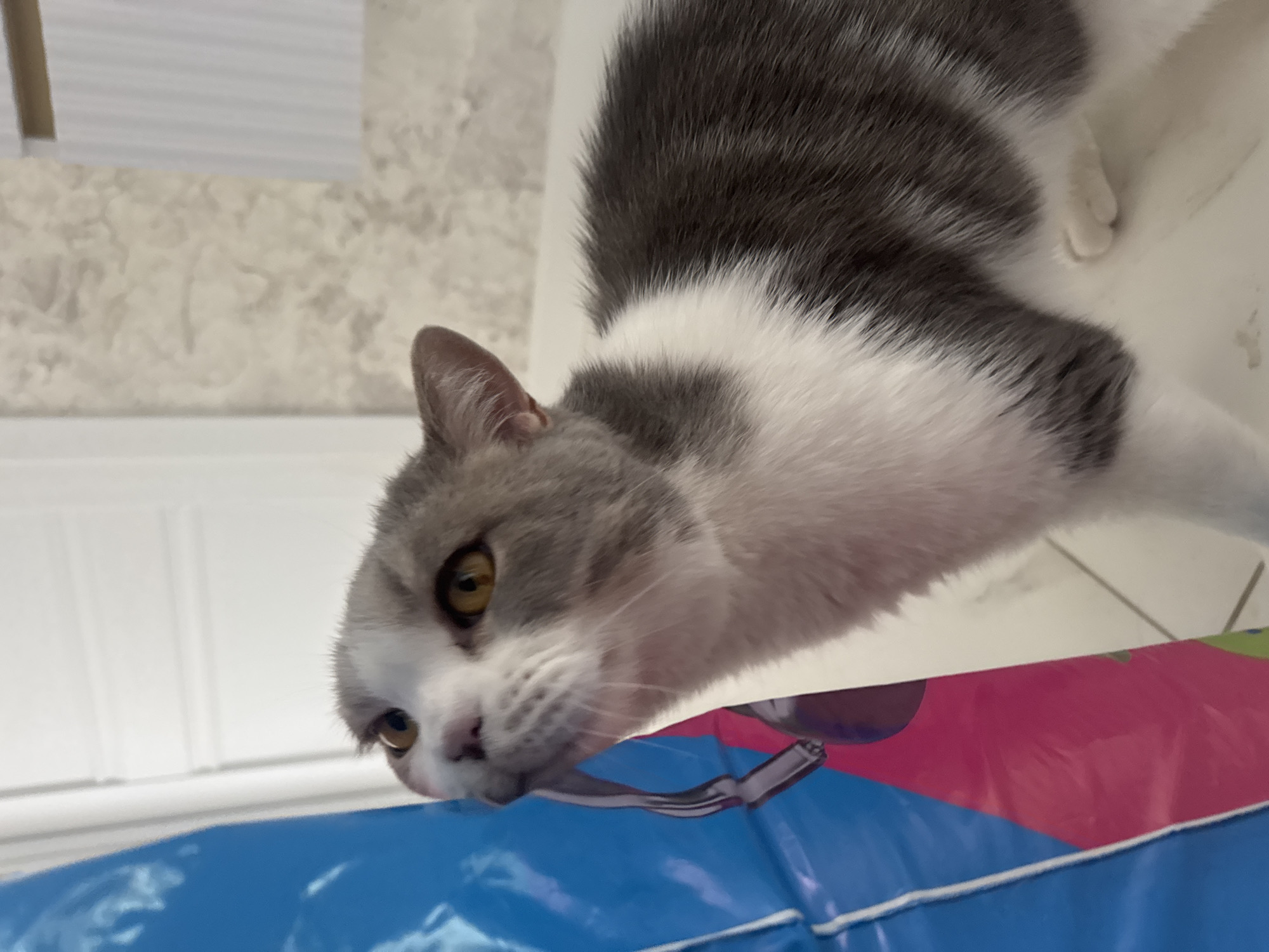 A close-up, angled photograph captures a domestic short-haired cat indoors. The cat is predominantly white with distinct grey tabby markings on its back, head, and tail, and has striking amber-yellow eyes and a pink nose. Its head is lowered, and its gaze is directed downwards towards a colorful object in the foreground, suggesting intense curiosity or investigation.
The cat's body spans diagonally across the frame, with its head in the lower left and its rear towards the upper right. Its fur appears clean and fluffy. A white paw is visible in the upper right background.
In the immediate foreground, directly beneath the cat's face, is a vibrant plastic object featuring bright blue and pink sections. A subtle metallic reflection, possibly from a spoon or a handle integrated into the plastic item, is visible on the blue surface near the cat's snout.
The background consists of light-colored interior surfaces. To the upper left, there's a textured, light beige wall, likely wallpaper, receding behind a smooth white surface. Another plain white surface is seen to the right. The lighting is bright and even, typical of an indoor daytime setting. The camera angle is low, looking up at the cat. The cat appears focused and inquisitive. There is no visible text in the image. The scene is set in Chaikovsky, Russia.