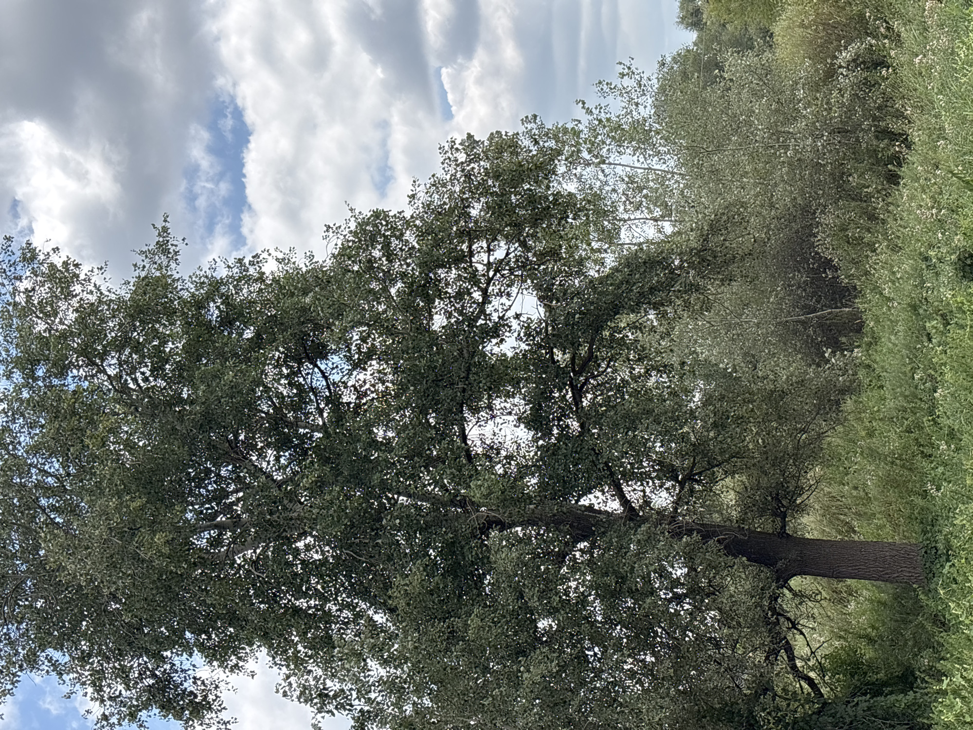 The image displays a large, mature deciduous tree with a thick, gnarled trunk and an expansive canopy of green leaves. The tree is situated in a natural, overgrown setting, likely a park or a less manicured area within the city of Orenburg, Russia. The ground around the tree is covered with dense, green vegetation and some smaller white flowers. In the background, there are other trees and shrubs, suggesting a wooded or semi-wooded environment. The sky above is partly cloudy, with a mix of white and gray clouds against a light blue sky. There are no people or animals visible in the image. The overall impression is one of a serene, natural landscape within an urban context.
