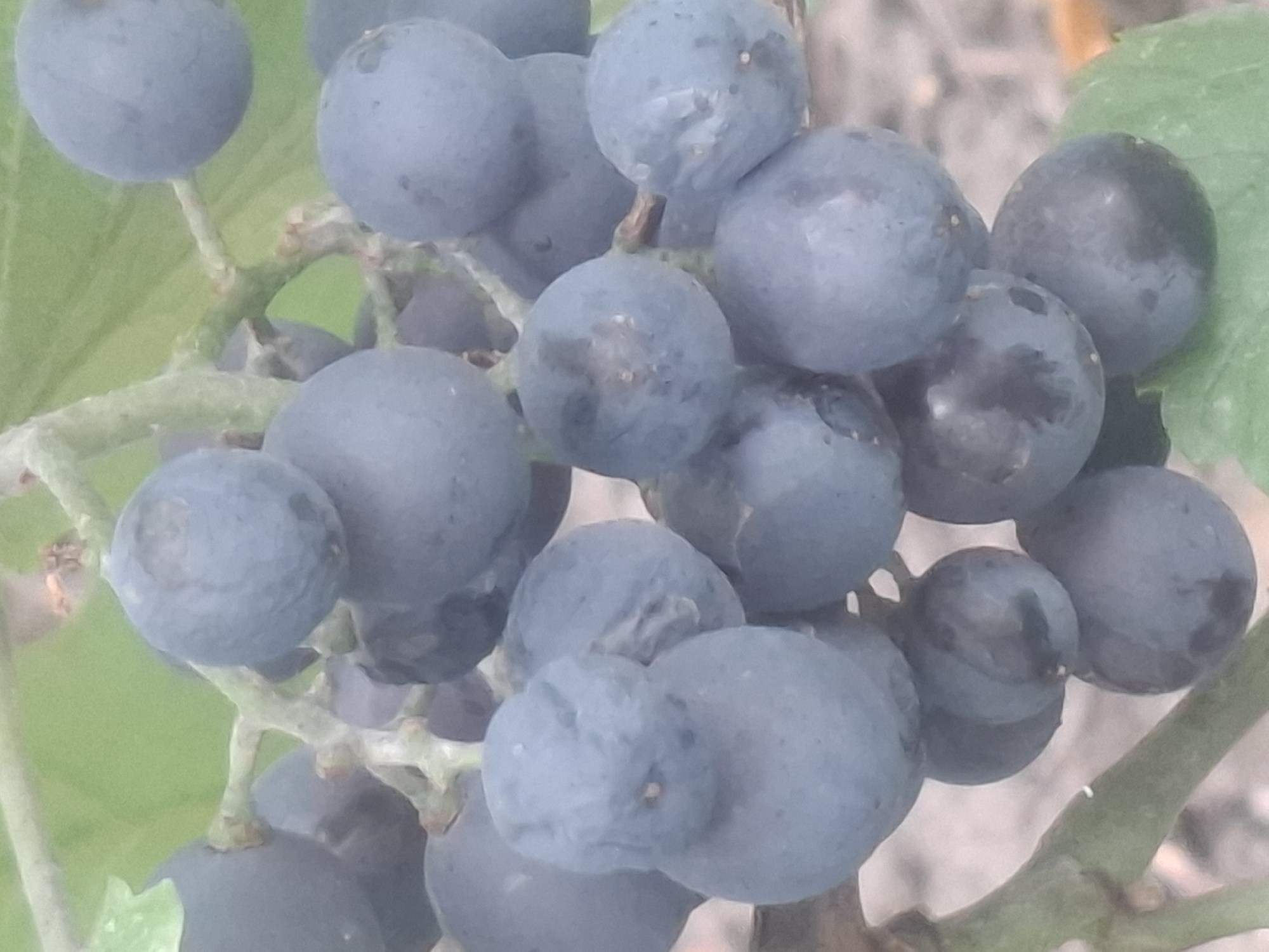 The image shows a close-up view of a cluster of dark blue grapes on a vine. The grapes are plump and round, with a slightly dusty or waxy surface. Some of the grapes are clustered tightly together, while others are more spaced out. The vine itself appears to be green and woody, with smaller tendrils and leaves visible in the background. The overall impression is one of natural abundance, with the fruit appearing ripe and ready for harvest. The image does not contain any information that would indicate its location in the city of Almaty, Kazakhstan.