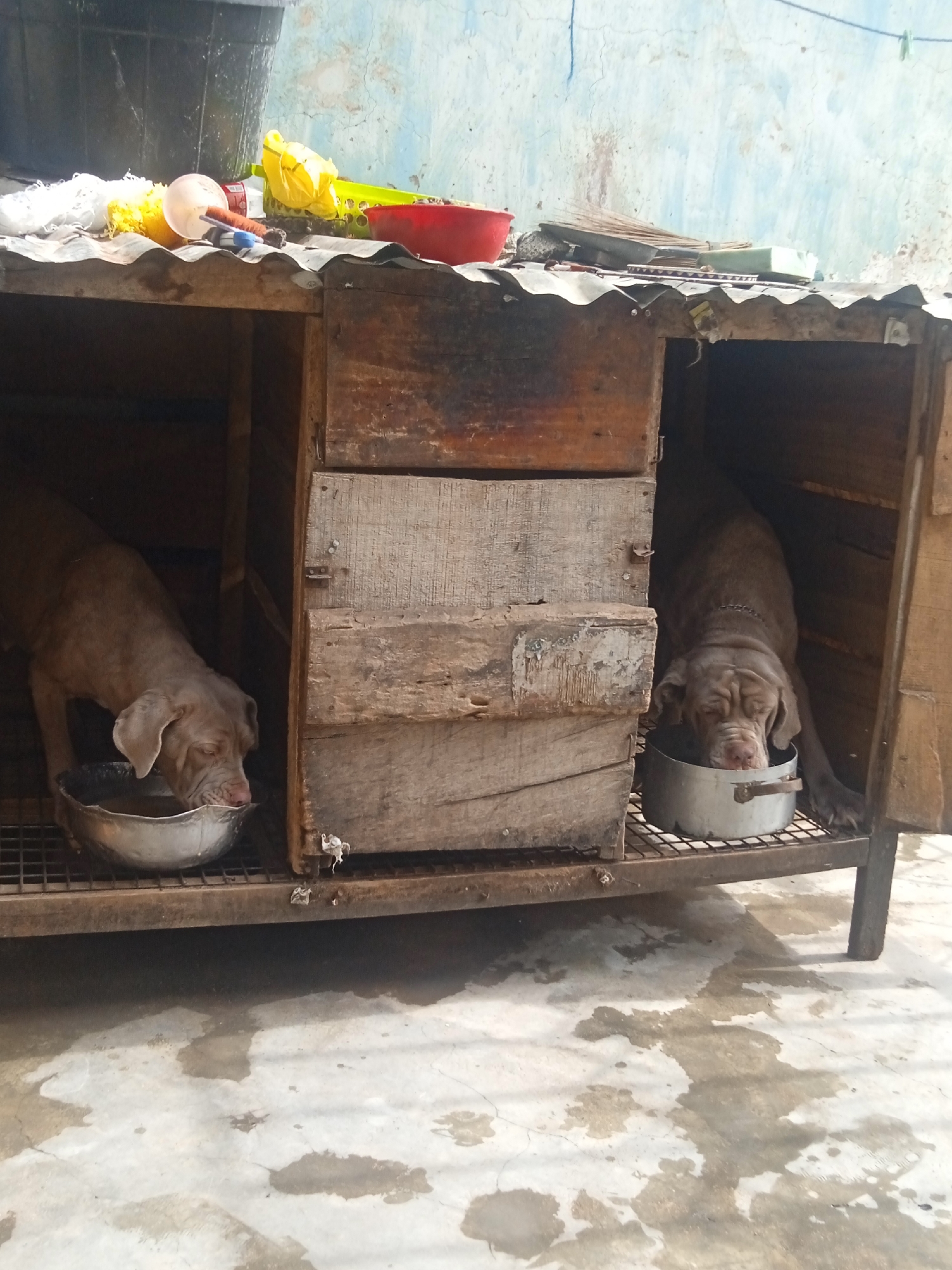 Two large dogs are eating out of metal bowls inside their wooden doghouse. The doghouse has a corrugated metal roof covered with various objects, including a yellow bag, a red bowl, and a plastic container. The doghouse sits on a metal frame above a concrete floor with water stains. The location is Unknown, Unknown.