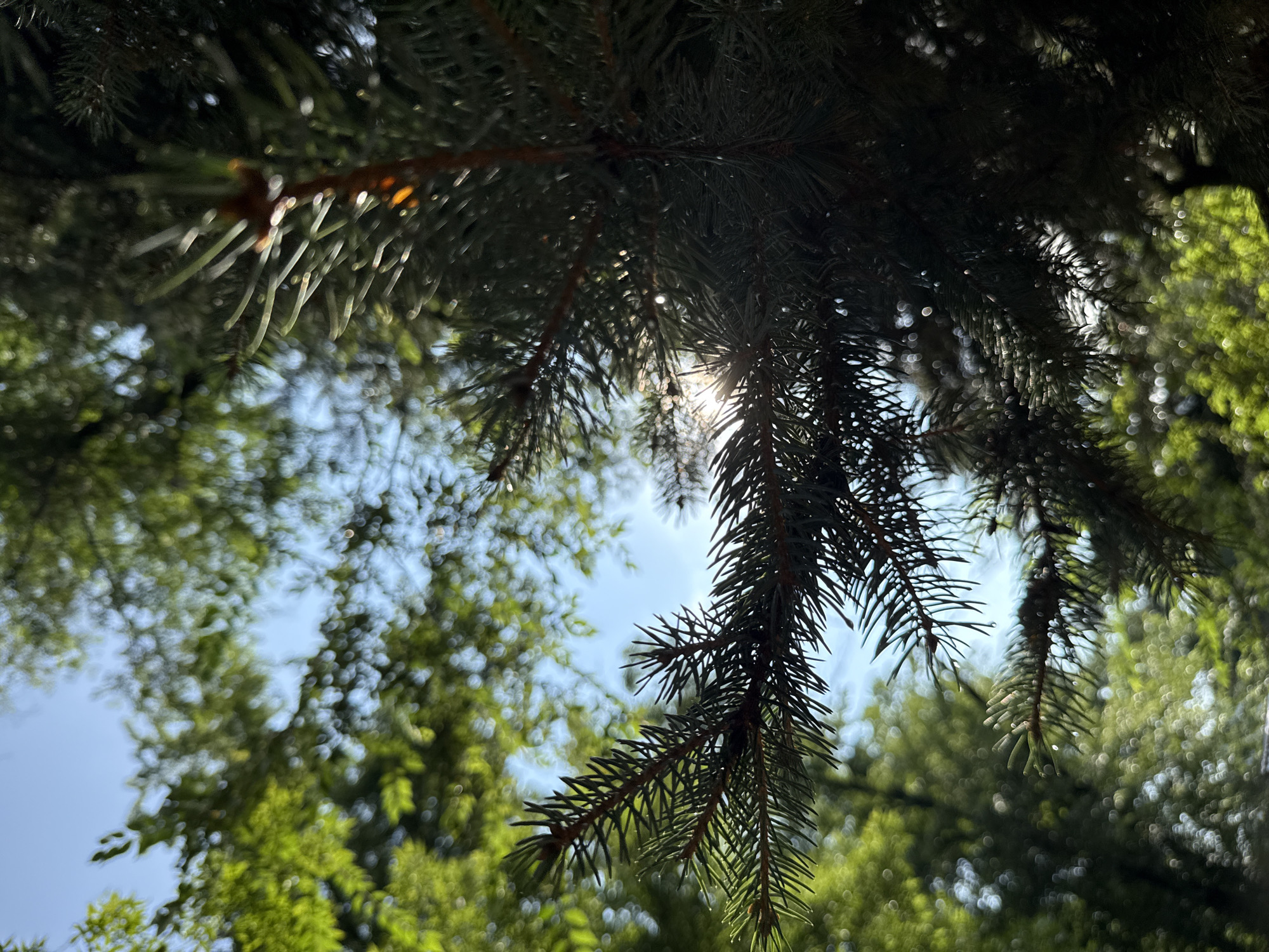 The image shows a close-up, low-angle view of pine tree branches against a bright blue sky with scattered sunlight. The pine needles are dark green and sharp, with some light glinting off them. In the background, there are out-of-focus green leaves of other trees, creating a bokeh effect. The scene appears to be in a natural setting, likely a forest or park, and could be located in Dilijan, Armenia, known for its natural beauty and forests. There are no people or specific landmarks visible, giving the impression of a peaceful, natural environment.