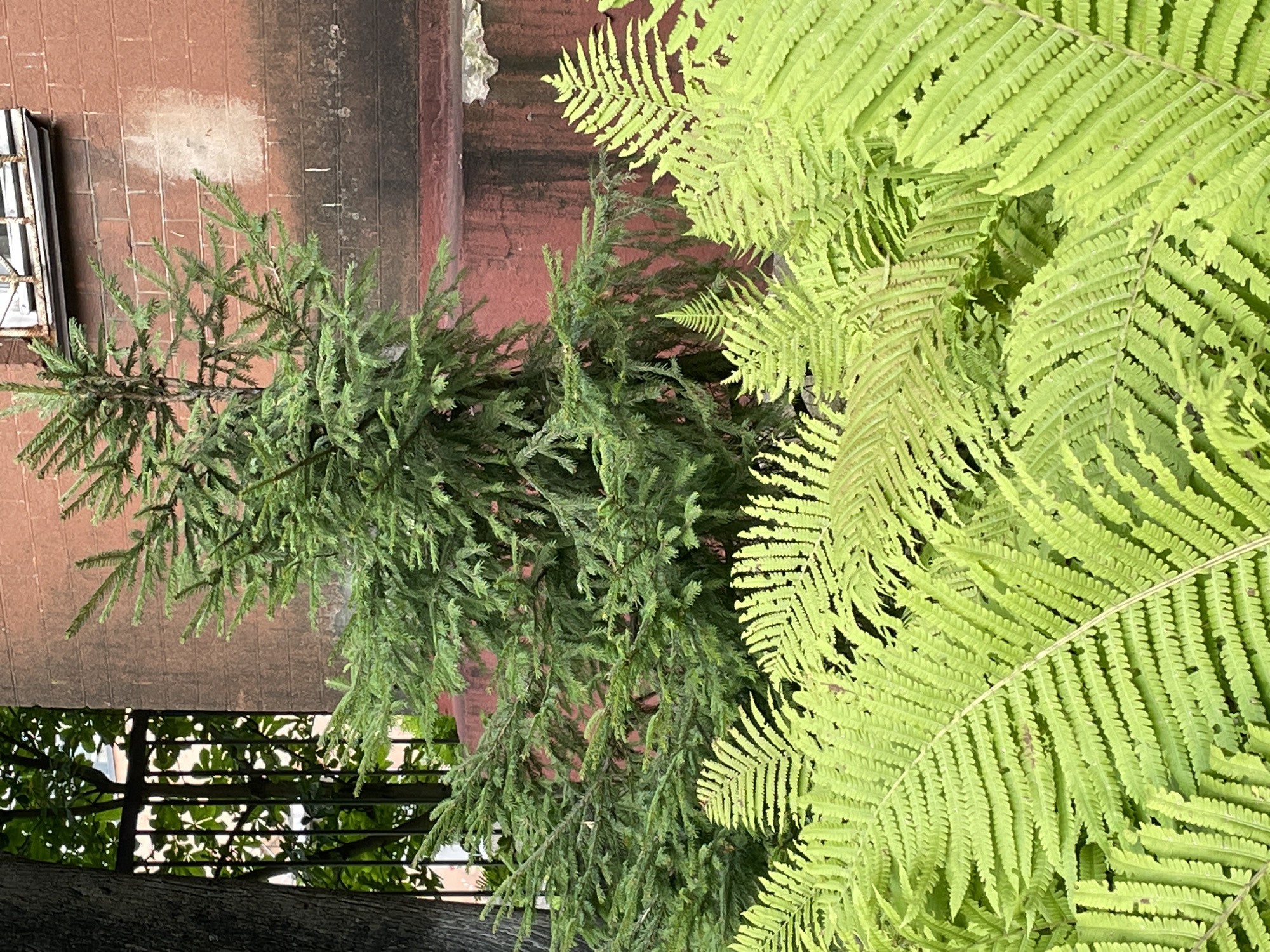 The image shows an outdoor scene with lush green ferns in the foreground and a small evergreen tree behind them. A textured, reddish-brown brick wall forms the background, with a dark horizontal band near the bottom. A metal grate and the trunk of a tree are visible on the far left, suggesting an urban or semi-urban environment. The lighting suggests it is daytime. No people or specific actions are depicted. The scene is consistent with a garden or courtyard setting. The location in Sof'ino, Russia, is noted but not visually evident in the image itself.