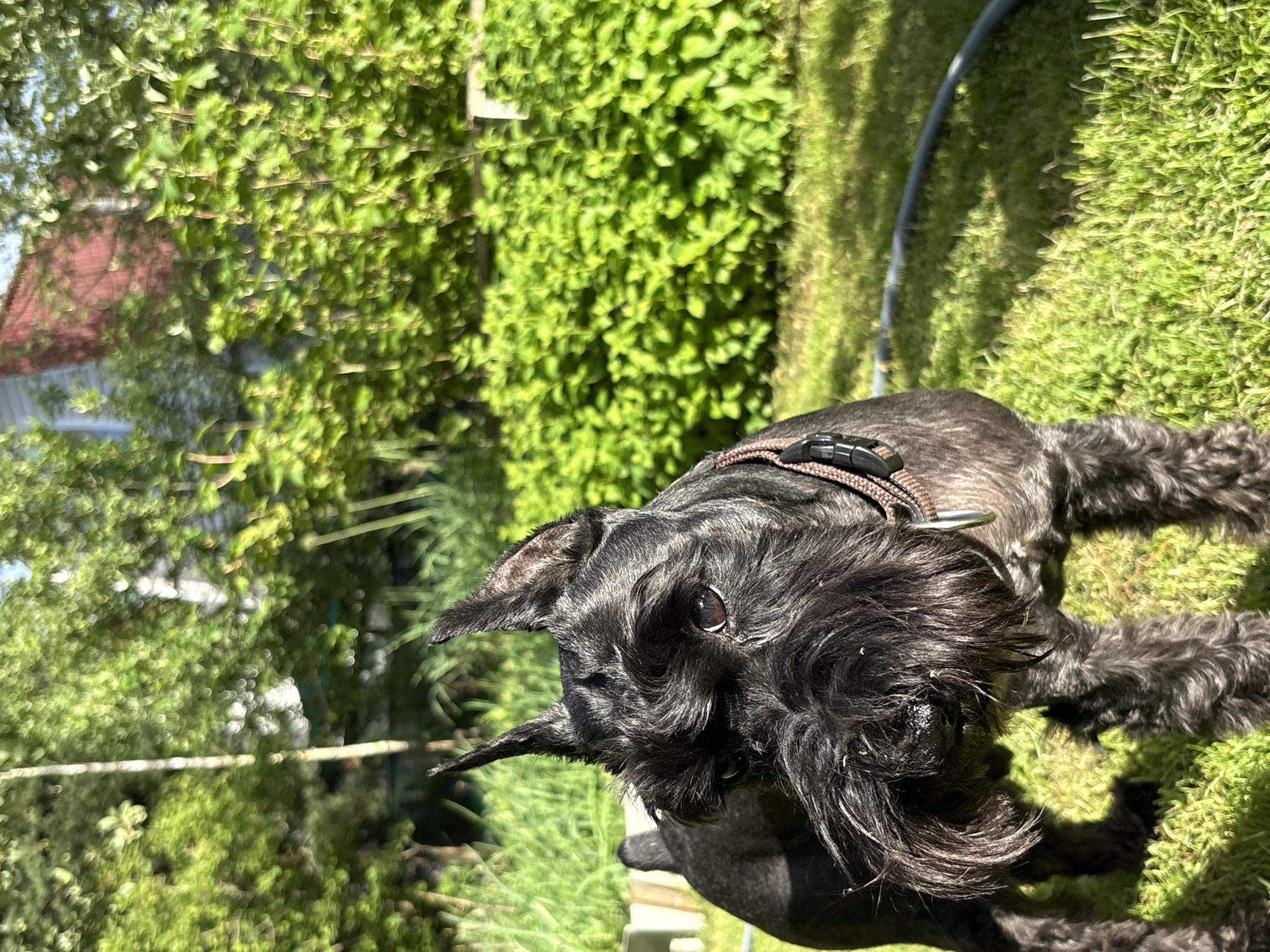 An outdoor, eye-level medium shot captures a black Miniature Schnauzer dog with erect ears and a bushy beard standing on a lawn in a backyard. The dog is looking towards the left of the frame. The background consists of lush green foliage and trees. The lighting suggests it is daytime with sunlight filtering through the leaves, creating dappled shadows on the grass. The scene appears to be set in a residential area, possibly in Ленинградская, Russia, given the foliage and general suburban appearance. There are no humans or other animals visible in the frame. A black hose is visible lying on the grass in the lower right portion of the image.