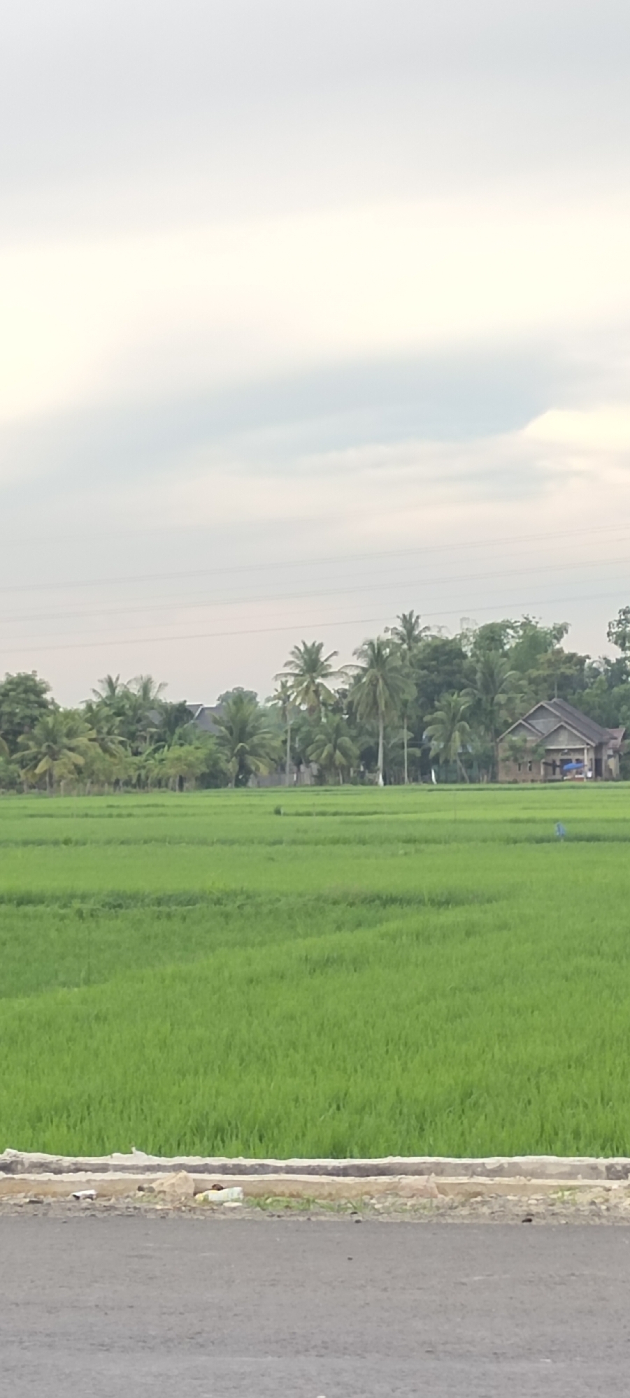 The image depicts a rural landscape with a lush green rice field in the foreground, stretching towards a line of trees and houses in the background. The sky is overcast with pale clouds. A paved road is visible at the bottom of the image, with a concrete curb separating it from the rice field. Several houses with traditional pitched roofs are nestled amongst the trees, with coconut trees being prominent. Power lines are strung across the sky in the distance. The scene appears to be in Barokulamgajah, Indonesia, characterized by its agricultural setting and tropical vegetation.