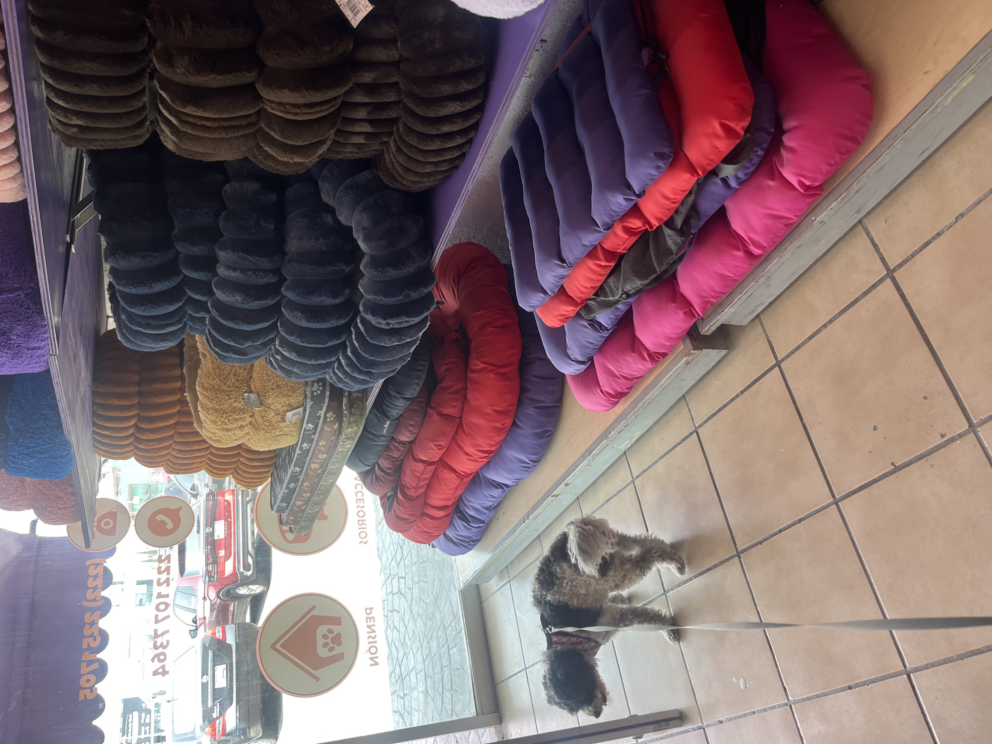 The image depicts the interior of a retail store in San Bernardino Tlaxcalancingo, Mexico, specializing in pet products. A small, black and gray dog is standing on a tiled floor near a window. The store features shelves laden with an assortment of pet beds. The beds vary in color, including brown, blue, tan, red, purple, and pink. The storefront window displays promotional stickers with symbols related to pet services, as well as phone numbers. Outside the window, there is a street with parked cars and other buildings visible.