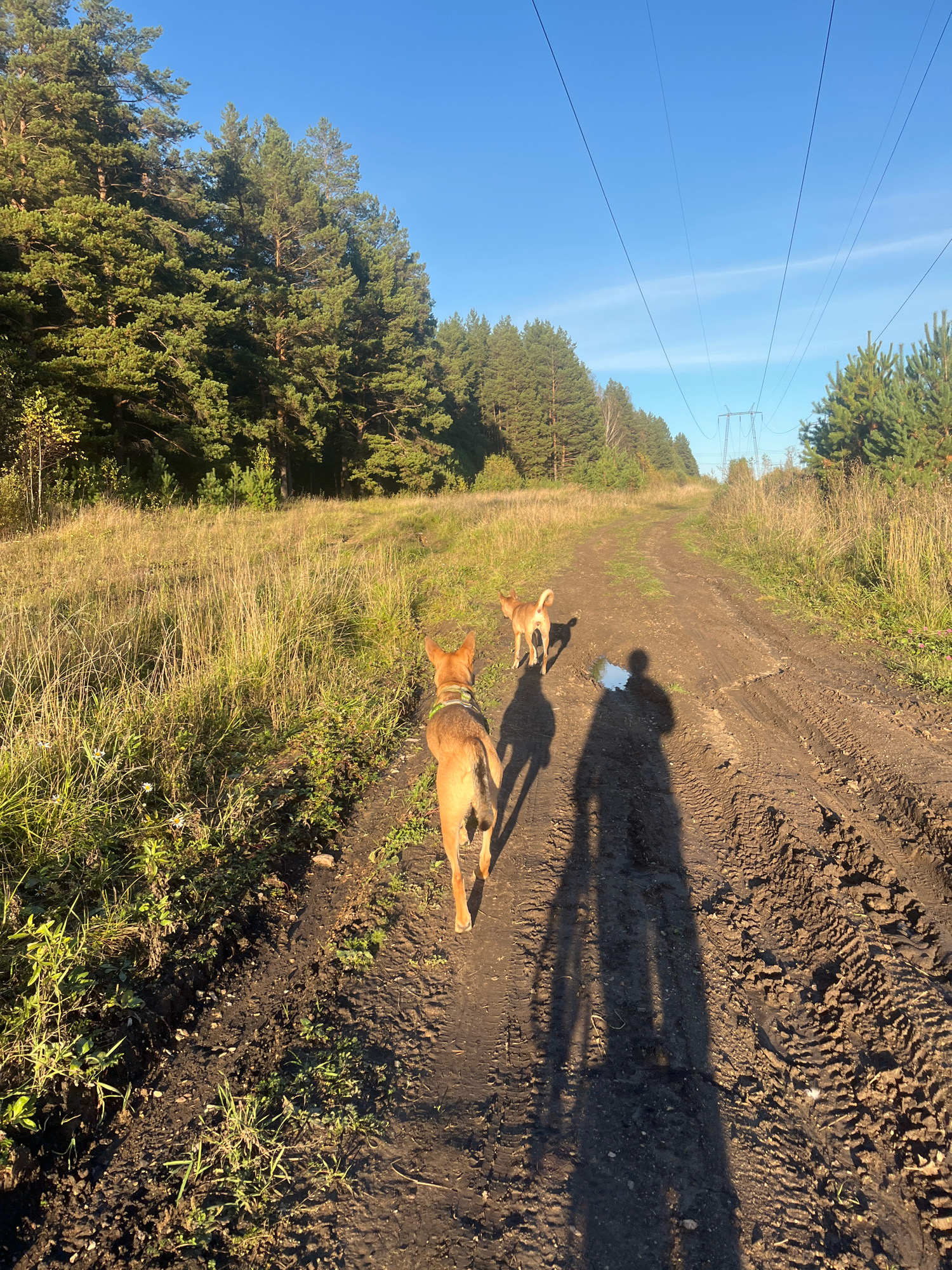 The image depicts a dirt road in a rural area, possibly on the outskirts of Nizhny Tagil, Russia, given the presence of tall pine trees and open fields. Two medium-sized, tan-colored dogs are walking away from the camera down the road. The road is muddy with tire tracks visible, suggesting recent vehicle activity. Tall pine trees line the left side of the road, and dry grasses and vegetation grow on the right. In the distance, power lines stretch across the clear blue sky, supported by a metal tower. The sun is casting long shadows from the trees, dogs, and the person taking the photo. The scene suggests a natural, possibly unpaved, landscape with evidence of both nature and human infrastructure.