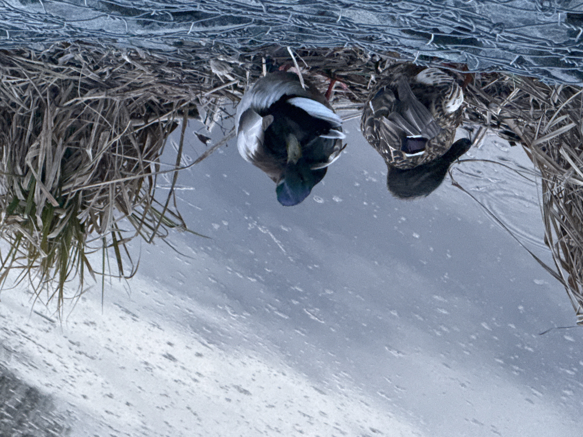 The image depicts two ducks on the edge of a body of water, likely a pond or small lake. The ducks are positioned near a bank covered in dried grass and reeds. Above the grass, there is a woven wire mesh, possibly a fence or protective barrier. The water surface is reflective, showing ripples and suggesting a slight breeze. The overall scene has a natural, somewhat muted color palette, with grays, browns, and hints of green. The location is likely a park or natural area near the city of Votkinsk, Russia. The ducks appear to be resting or foraging.