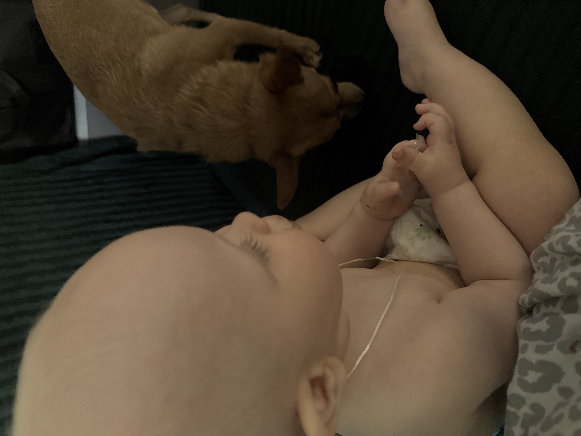 A baby lies on a dark green, textured surface, possibly a blanket or couch, with a dog's head and front paws visible in the upper left corner of the frame. The baby is on its back, legs raised, with hands intertwined near its feet. A thin, white tube is visible across the baby's torso, leading to a patterned diaper. A patterned blanket is partially visible on the right side of the image. The environment is indoors and dimly lit. There is no information available to identify that the photo was taken in the city of Chaikovsky, Russia.