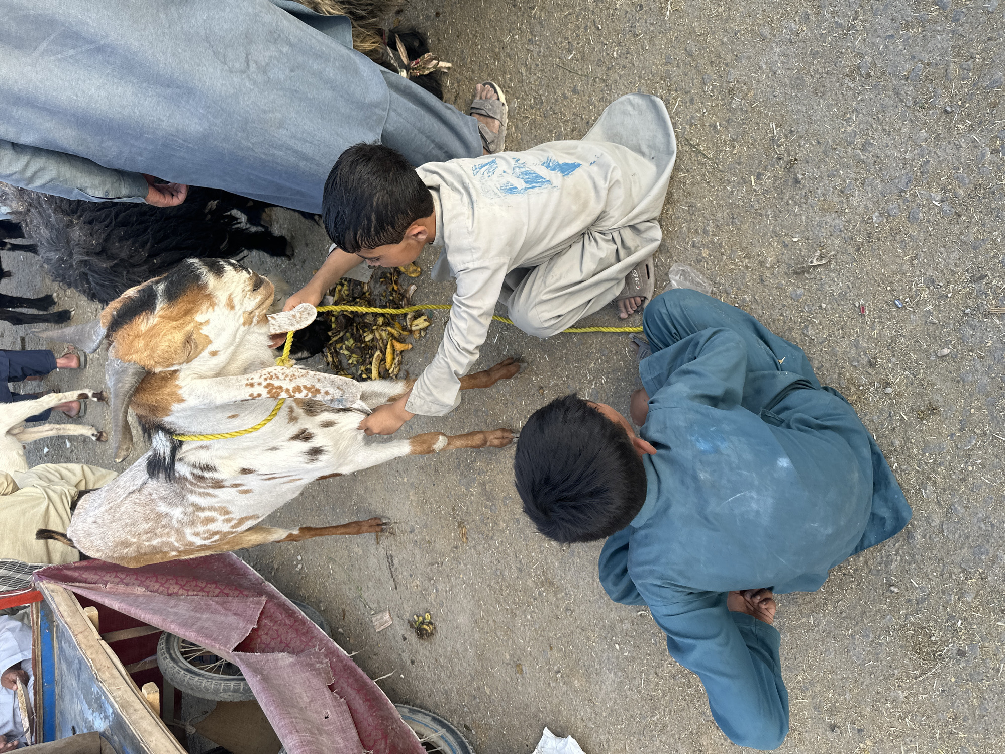 Two young boys are kneeling on a concrete surface tending to a goat. The goat is mostly white with brown and black markings and is tethered with a yellow rope. One boy, wearing a light grey outfit, is reaching towards the goat's head. The other boy, in a blue outfit, is kneeling beside the goat. Other people are standing nearby, and there is a wheelbarrow partially visible at the bottom left of the image. The image was taken in the city of Quetta City Tehsil, Pakistan.