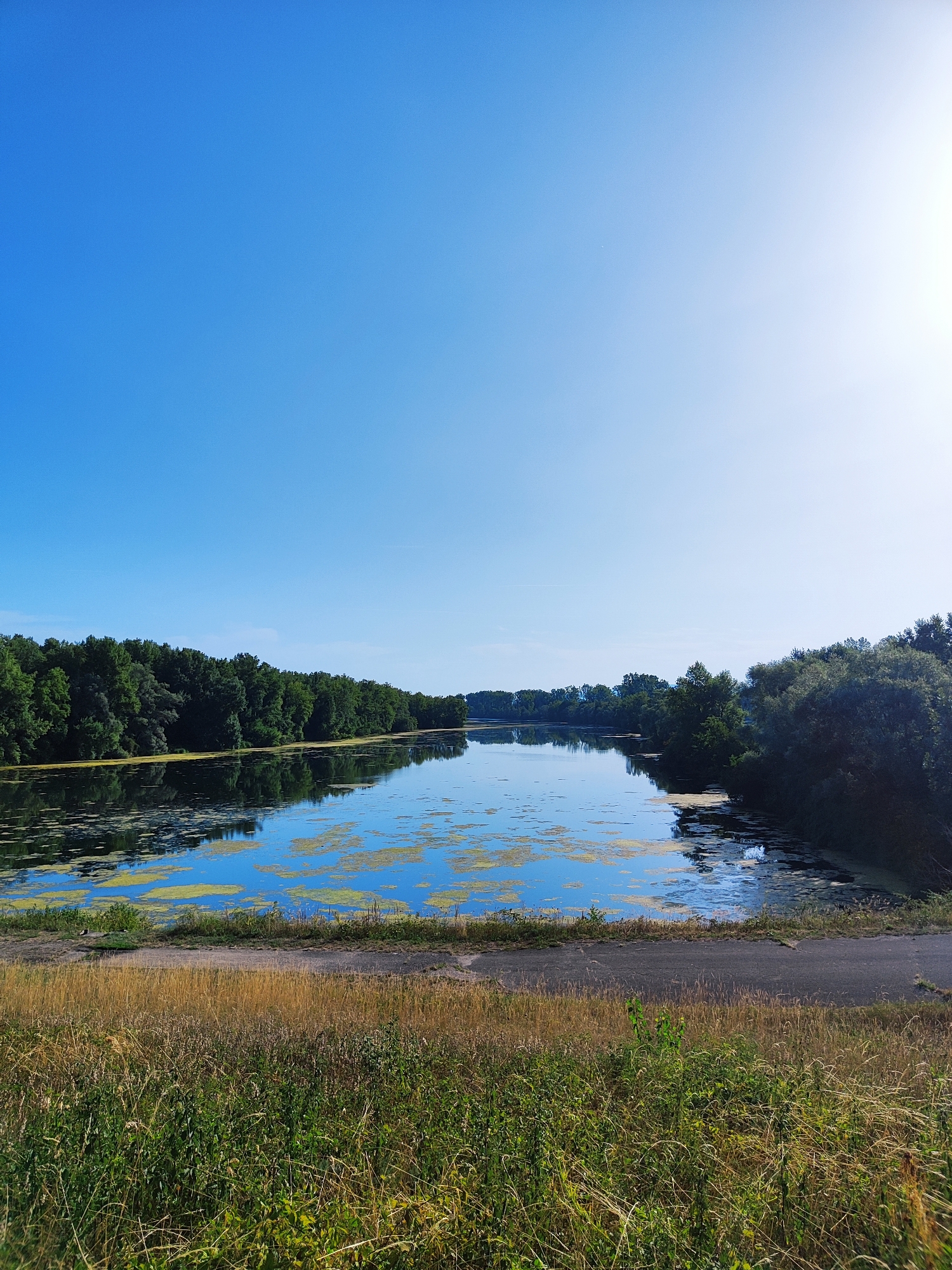 The image shows a wide, calm body of water, likely a river or lake, reflecting a clear blue sky. Lush green trees line the banks of the water, creating a dense forest that extends into the distance on both sides. Patches of yellow-green algae or aquatic plants are visible on the surface of the water. In the foreground, a strip of dry, golden grass leads down to a paved path. The scene appears to be a natural landscape, possibly in the vicinity of Altenheim, Germany, given the context. There are no people or animals visible in the image. The overall atmosphere is peaceful and serene, with the bright sunlight casting a gentle glow on the scene.