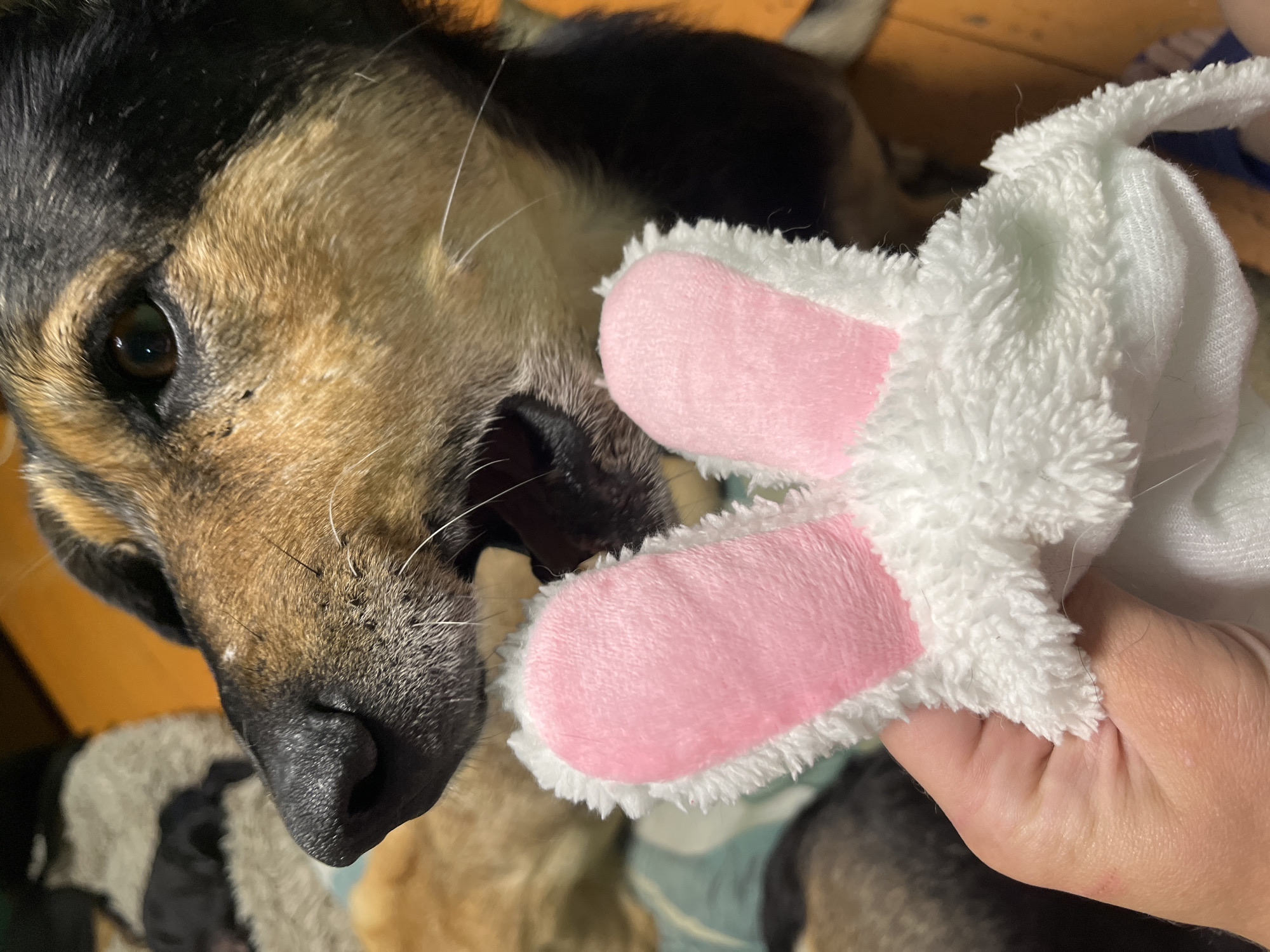 A close-up, eye-level shot captures a dog in the process of biting a white, plush toy featuring pink bunny ears. The dog's mouth is open, revealing its teeth and tongue as it interacts with the toy. The dog's fur is a mix of brown, black, and tan. The background is softly blurred, with hints of other dogs and a light-colored blanket. The lighting is dim, suggesting an indoor setting. This image does not contain any information that would allow for determining its location in Nizhny Tagil, Russia.