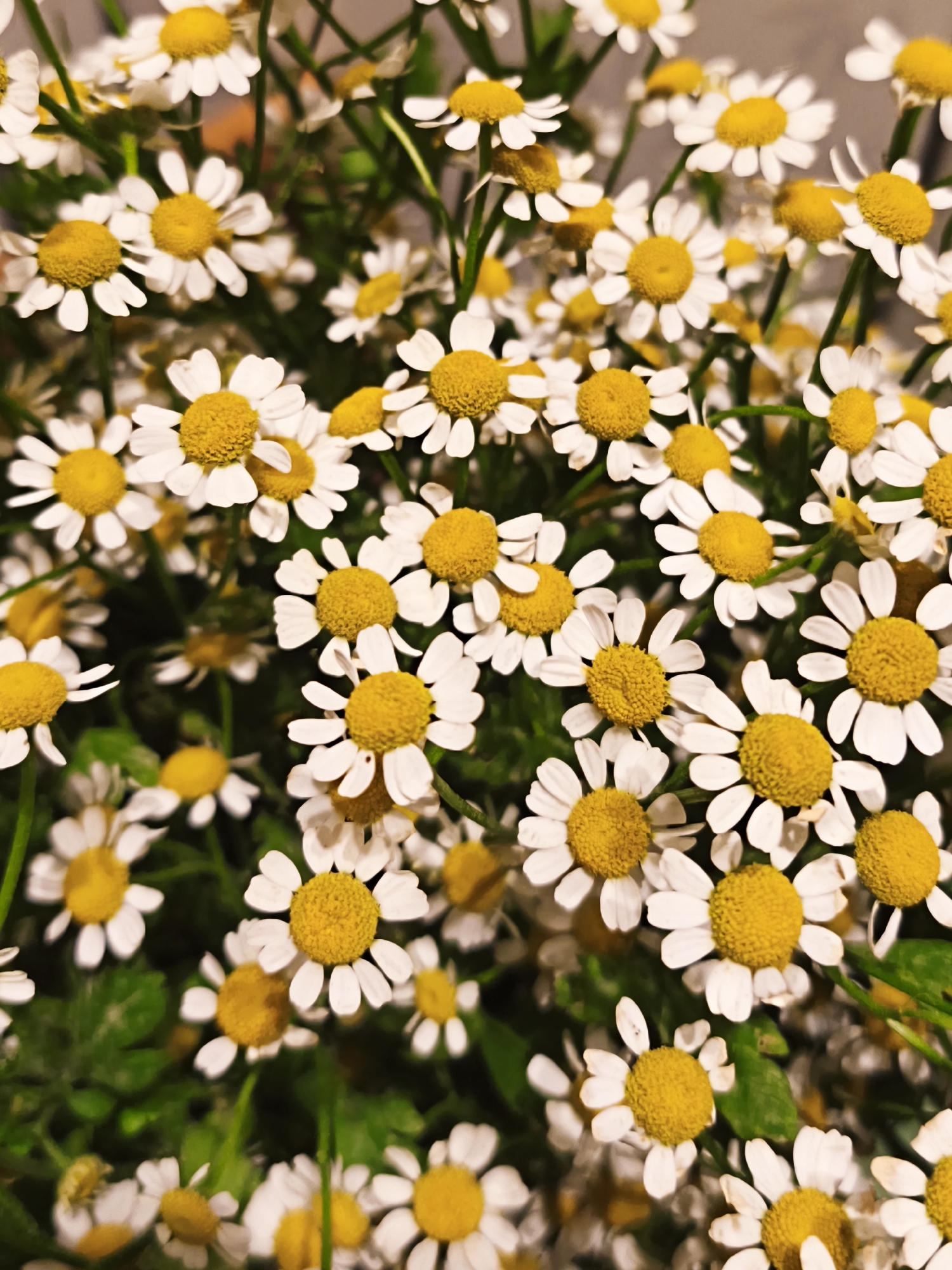 The image is a close-up, overhead shot of a dense bouquet of white daisies with bright yellow centers, interspersed with green foliage. The flowers are the primary subject, with their petals and centers clearly defined. The background is softly blurred, suggesting a shallow depth of field. There are no people or animals visible in the image, nor is there any indication of a specific location in Nha Trang, Vietnam. The scene is static and focuses solely on the botanical subject.