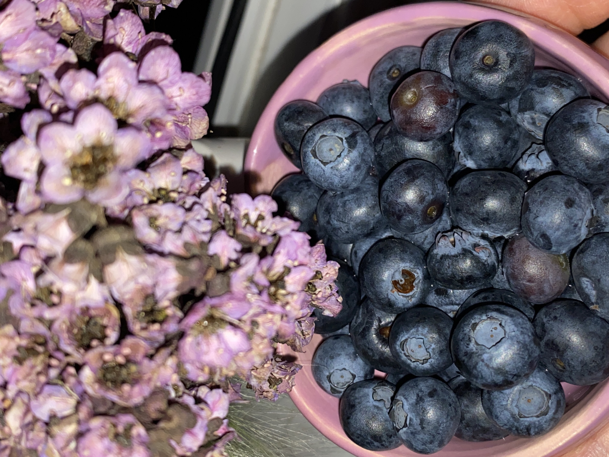 A close-up, eye-level shot displays a pink bowl filled with ripe blueberries, with dried purple flowers partially obscuring the view from above. The lighting is dim, casting shadows that highlight the textured surfaces of the berries and the delicate petals of the flowers. The background is blurred, suggesting an indoor setting. The image does not provide information about the city of Chaikovsky, Russia.