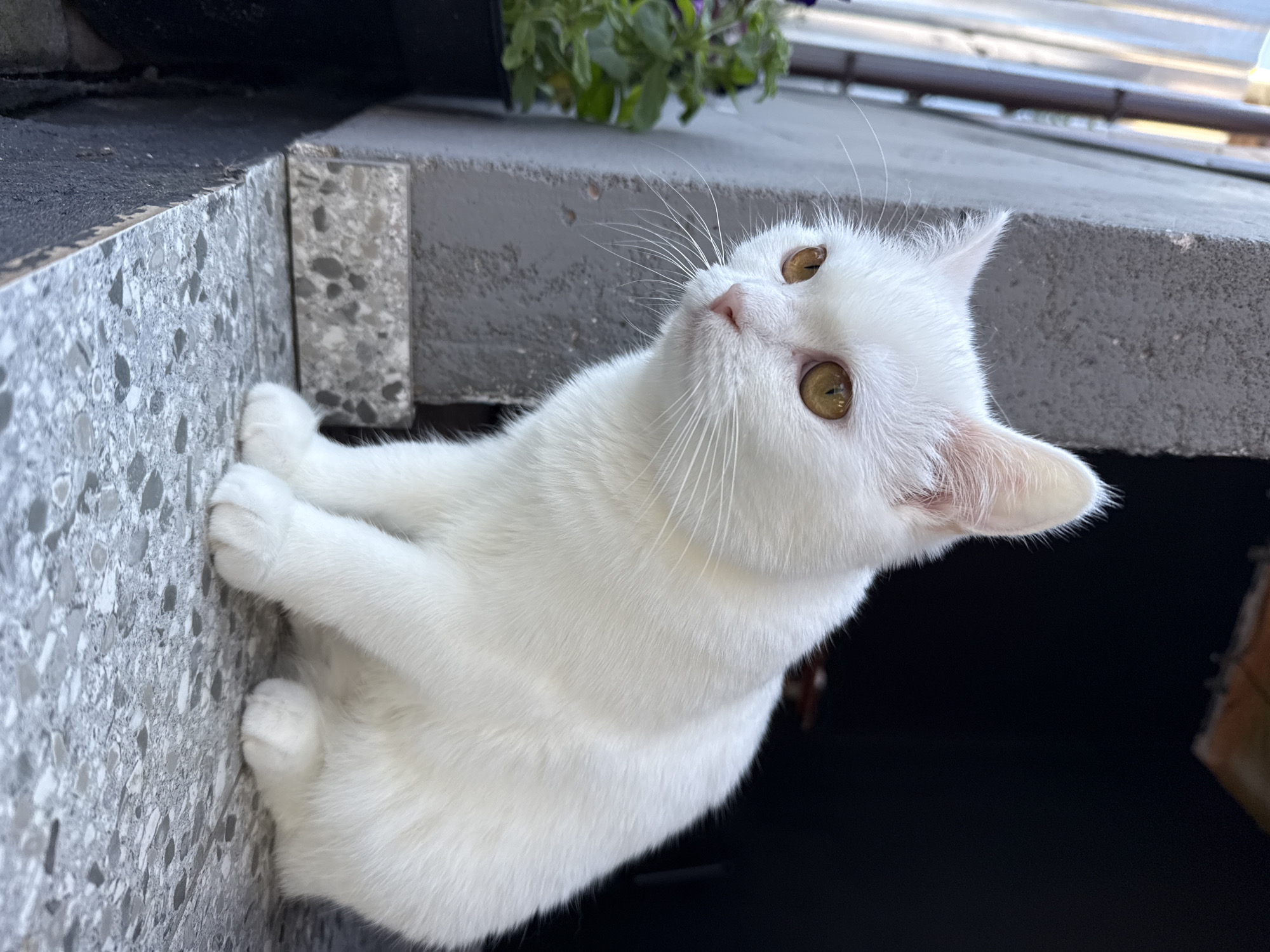 A white cat with amber eyes is perched on a windowsill, looking to its left. The windowsill is made of a grey speckled material. To the left of the cat, a potted plant with green leaves is visible. The background is dark, suggesting an indoor or shaded outdoor space. The cat is the primary subject, with its fur appearing fluffy and clean. The lighting suggests it may be daytime.