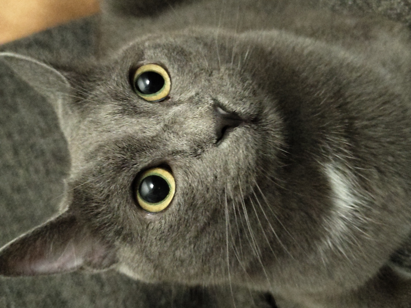 A close-up, eye-level medium shot captures a grey cat's face against a softly blurred grey background, with a hint of warm brown in the upper right. The cat's large, round eyes, with vibrant yellow irises and black pupils, are the focal point, reflecting light and appearing wide and alert. Its grey fur is short and smooth, with subtle variations in shade that suggest texture. The cat's nose is small and dark, and long, white whiskers fan out from its muzzle. A small patch of white fur is visible on its chest, near its chin. The image is focused on the cat's head and upper chest, with the ears tilted slightly upwards.