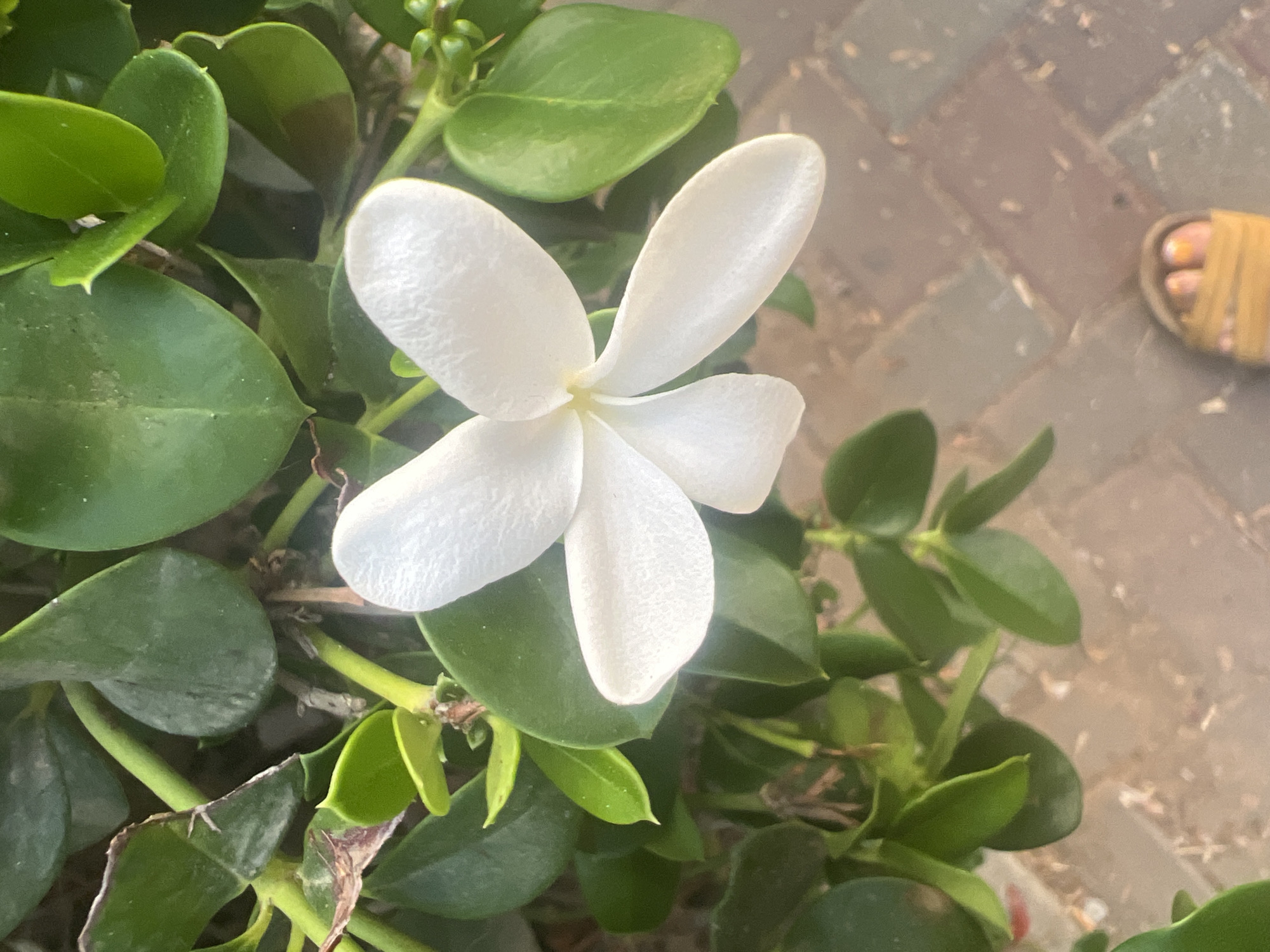 A close-up, top-down view captures a single, delicate white flower with five petals, its center a soft yellow, set against a backdrop of lush, deep green foliage. The flower's petals are textured and slightly curved, some showing subtle veins. The leaves are oval-shaped and glossy, with some appearing to be older and slightly damaged. The background consists of a paved surface made of rectangular bricks in varying shades of brown and gray, laid in a herringbone pattern. Partially visible in the lower right corner is a bare foot wearing a yellow sandal. This scene was photographed in Or Akiva, Israel, likely in a garden or outdoor residential area.