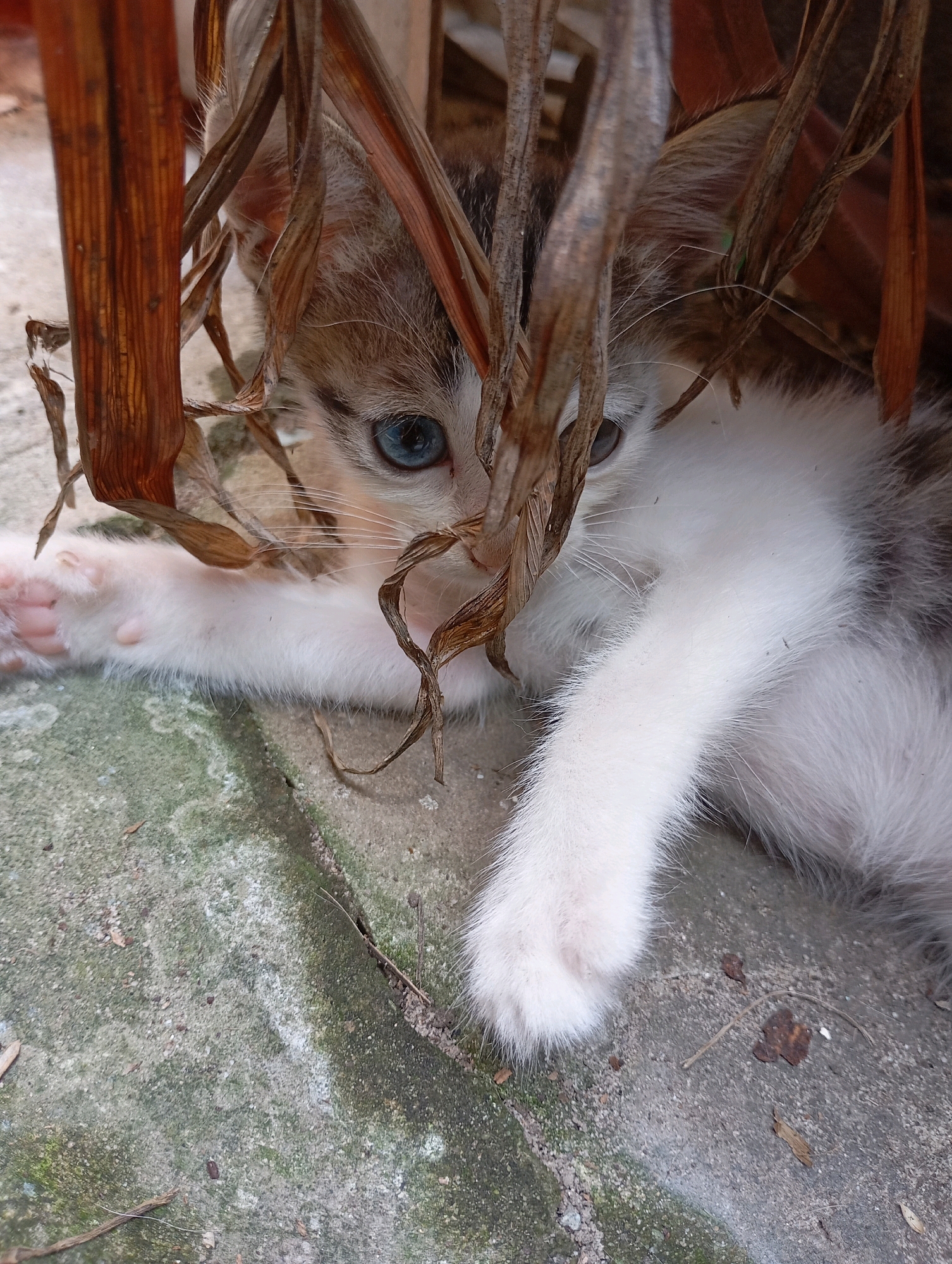 A kitten with blue eyes and white and grey fur is peeking out from behind some dry, brown plant stalks. The kitten is lying on a grey, textured concrete surface that appears to be outdoors, possibly in a yard or alleyway. The concrete shows signs of wear, with some areas appearing lighter and others darker, possibly due to moisture or staining. There are also small pebbles and dried leaves scattered on the surface. The lighting suggests it is daytime. The scene is captured at a close-up, eye-level perspective, focusing on the kitten. The location in Balikpapan, Indonesia, is unknown from the image alone.
