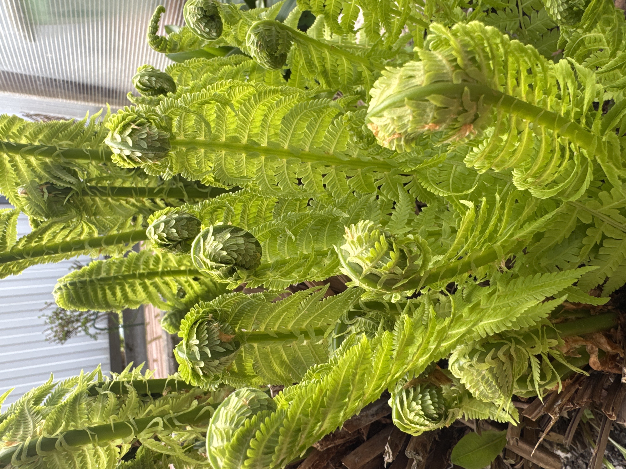 A close-up, ground-level shot shows a cluster of bright green fern fronds in various stages of uncurling. The tightly coiled fiddleheads are prominent among the more open, feathery fronds. The plant is likely located near a structure with corrugated plastic or metal siding. The location is Chuprino, Russia.