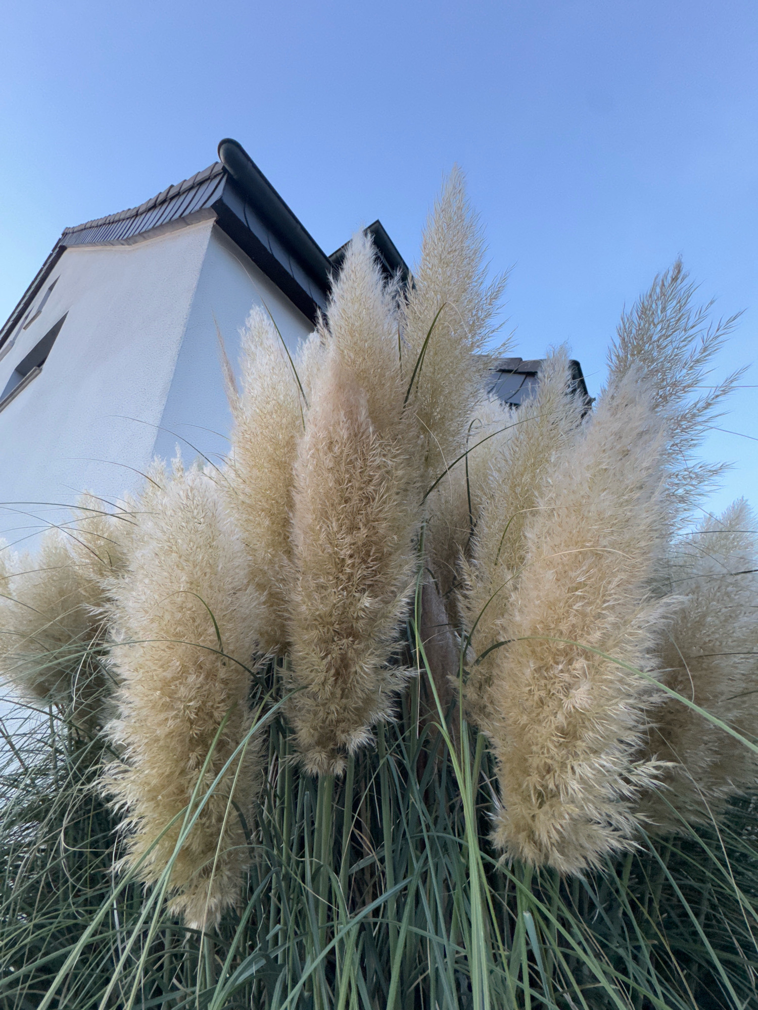 A low-angle, full-shot photograph shows a large clump of pampas grass in the foreground, its feathery, cream-colored plumes extending upwards against a clear blue sky. The grass has long, slender green leaves at its base. Behind the pampas grass, the upper section of a white, stucco-sided house is visible. The house features a dark gray, tiled roof and a dark gutter. Part of a dark gray roofline, likely part of the same house, is also visible to the right of the main structure. The image appears to be taken in an outdoor residential setting in the city of Cleves, Germany. There are no people or animals present in the scene.