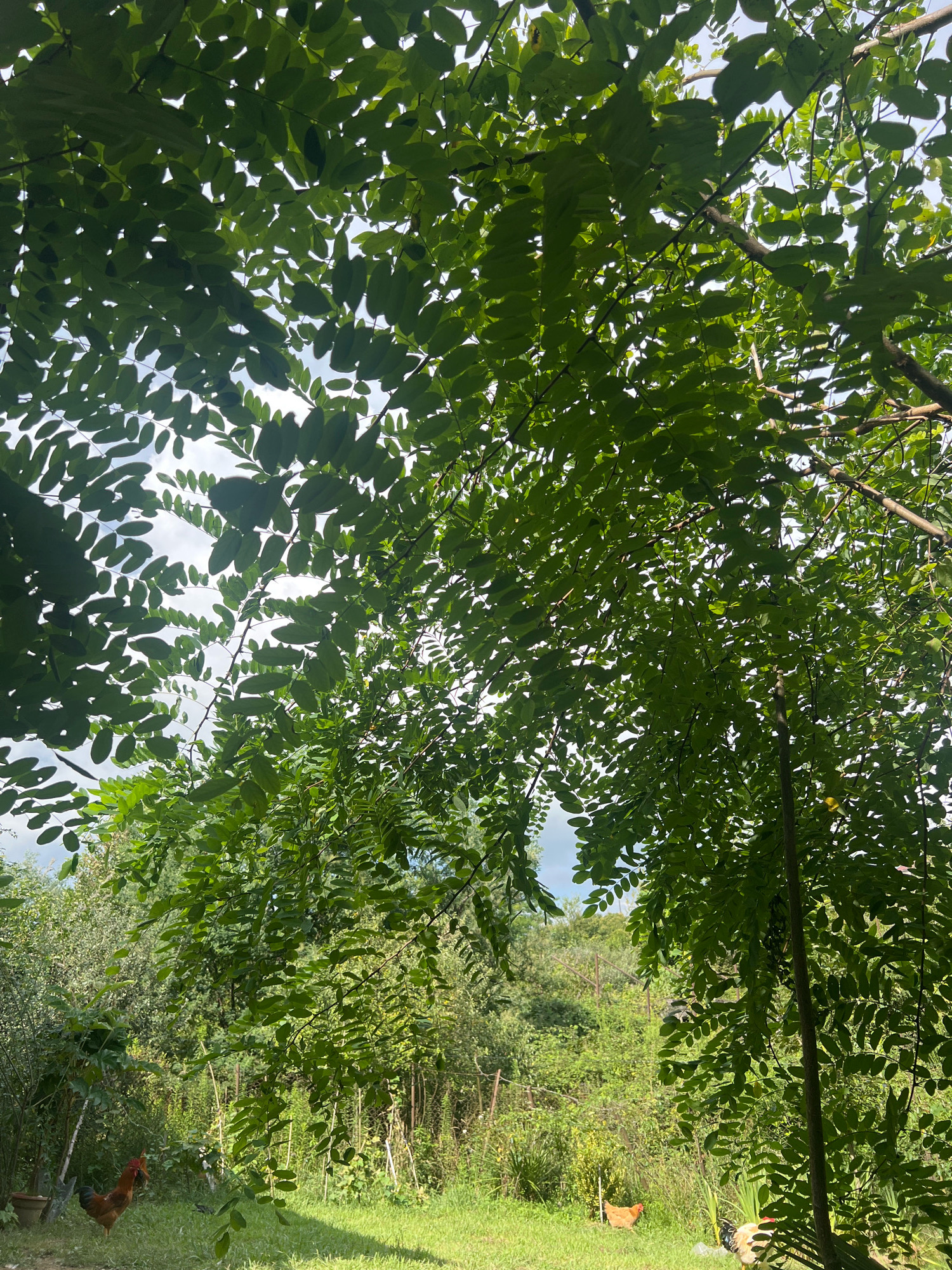 The image depicts a lush, green outdoor scene, likely a garden or yard, possibly located in Sokhumi, Abkhazia. The foreground is dominated by the canopy of a tree with dense, green foliage, creating a dappled light effect. Through the leaves, glimpses of a bright sky with some clouds are visible.
Below the tree canopy, the ground is covered with green grass and various types of vegetation, including tall plants and bushes, suggesting a slightly overgrown, natural setting. In the middle ground and background, more trees and dense foliage create a sense of depth.
Several chickens are present in the scene. On the left side, a reddish-brown rooster is standing in the grass. Further to the right and slightly behind, another chicken, this one lighter brown, is foraging. In the lower right corner, a black and white chicken is partially visible. There is also a simple wooden post or stake in the right side of the frame. A brown pot and a shovel are visible on the left side, near the rooster. The overall impression is one of a tranquil, rural or semi-rural environment bathed in natural sunlight.
