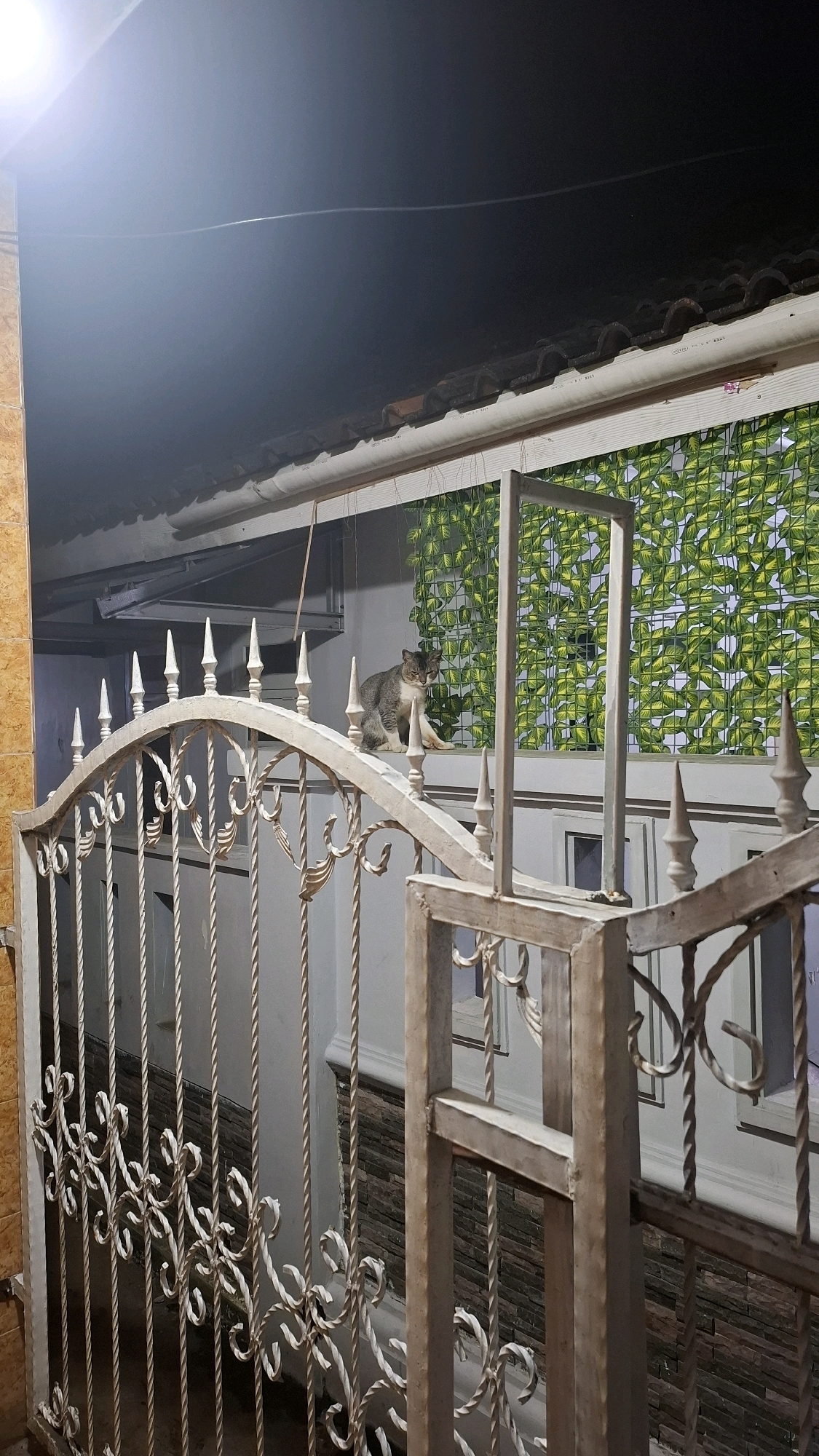 A gray and white cat is perched on a ledge above a white wrought iron gate. The cat is looking down and to the left. Behind the cat is a wall covered in green artificial foliage. The scene appears to be at night, with a bright light source in the upper left corner illuminating the area. The image was taken from a low angle, looking up at the cat and the wall. The environment suggests an outdoor residential setting.