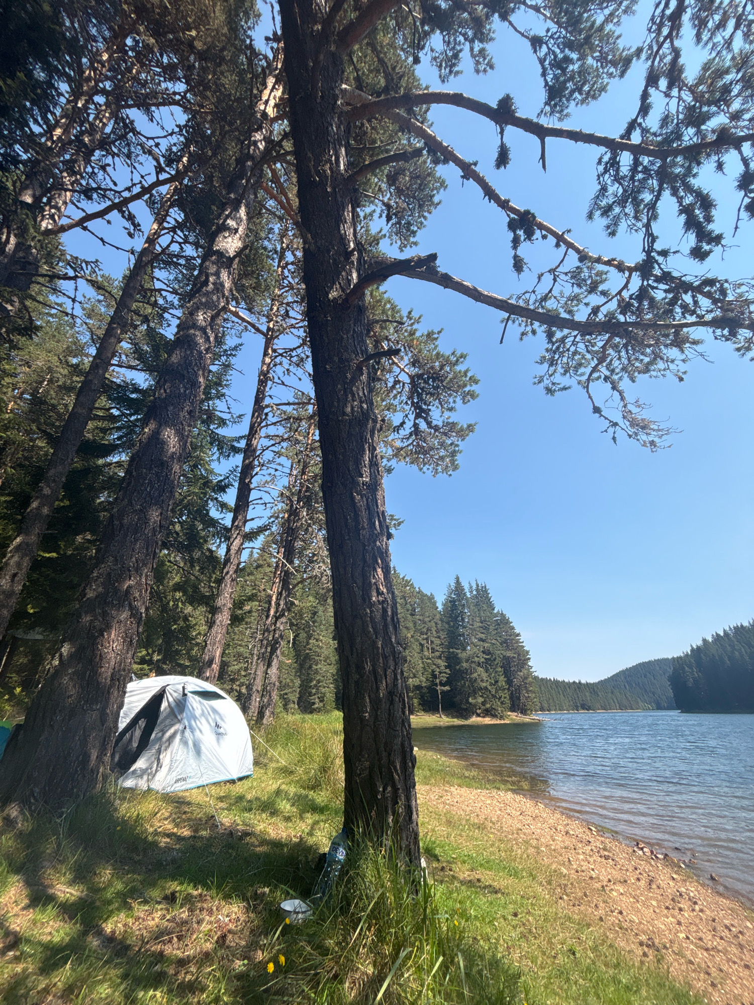 A campsite is set up on the grassy shore of a lake, bordered by a pine forest and mountains. A white tent with blue trim is pitched amidst tall trees. A water bottle and a small metal bowl are on the ground next to the tent. The lake's surface is calm, reflecting the clear blue sky. The scene appears to be a serene natural setting, likely in or near the city of Sarnitsa, Bulgaria, known for its proximity to the Dospat Reservoir. There are no people visible in the image.