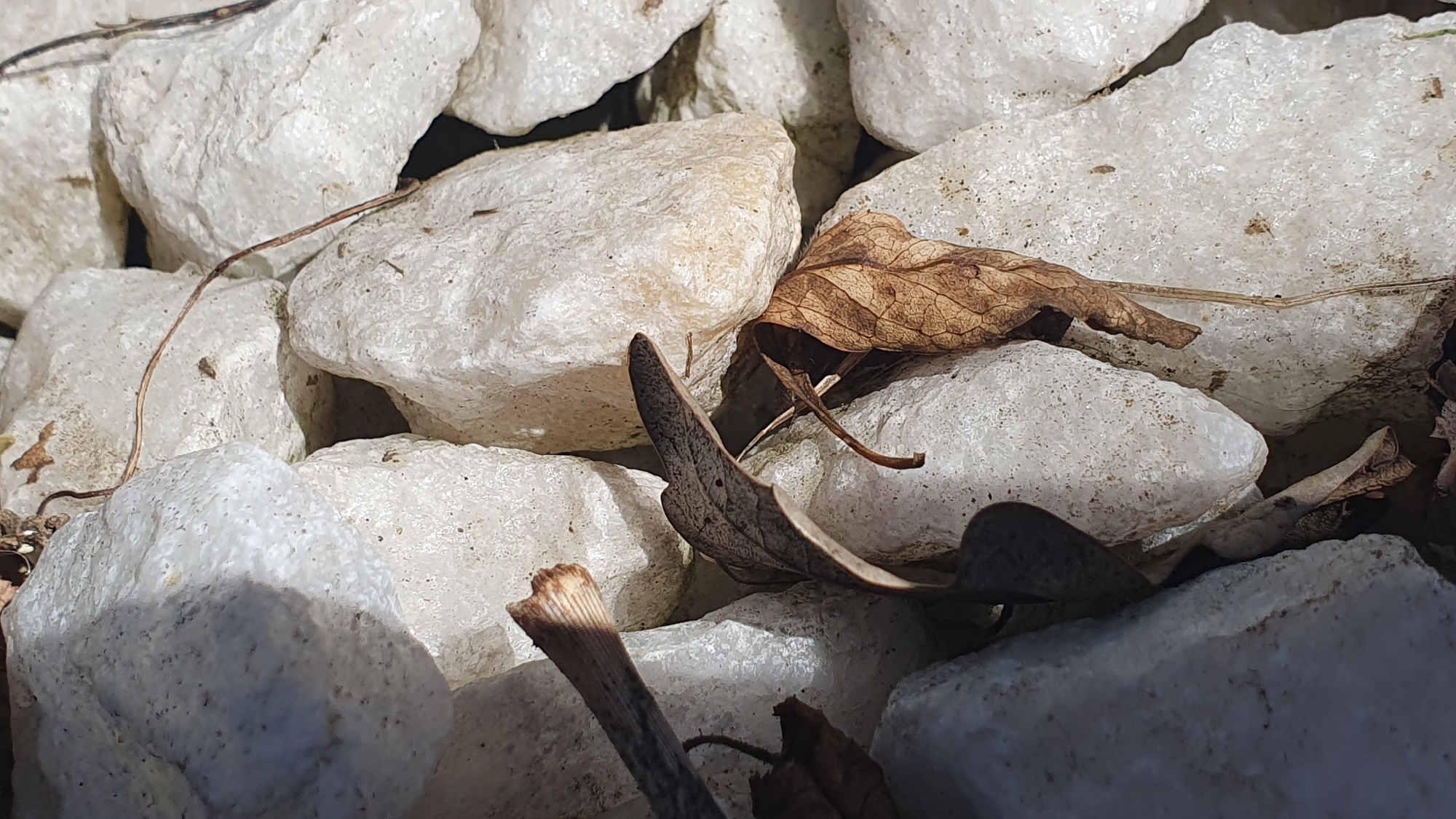 The image depicts a close-up view of several white, rough-textured rocks and dry, brown leaves. A thin, dried twig extends from the upper left corner, crossing over some of the rocks. The lighting suggests an outdoor environment, with shadows cast across the rocks, indicating sunlight. There are no people visible in the image. The scene appears to be a natural or landscaped area, possibly a garden bed or pathway. The location of Ust-Labinsk, Russia is provided, but there is no visual information in the image that confirms or relates to this specific location. The image is a still, documentary-style shot focusing on the textures and arrangement of the inanimate objects.