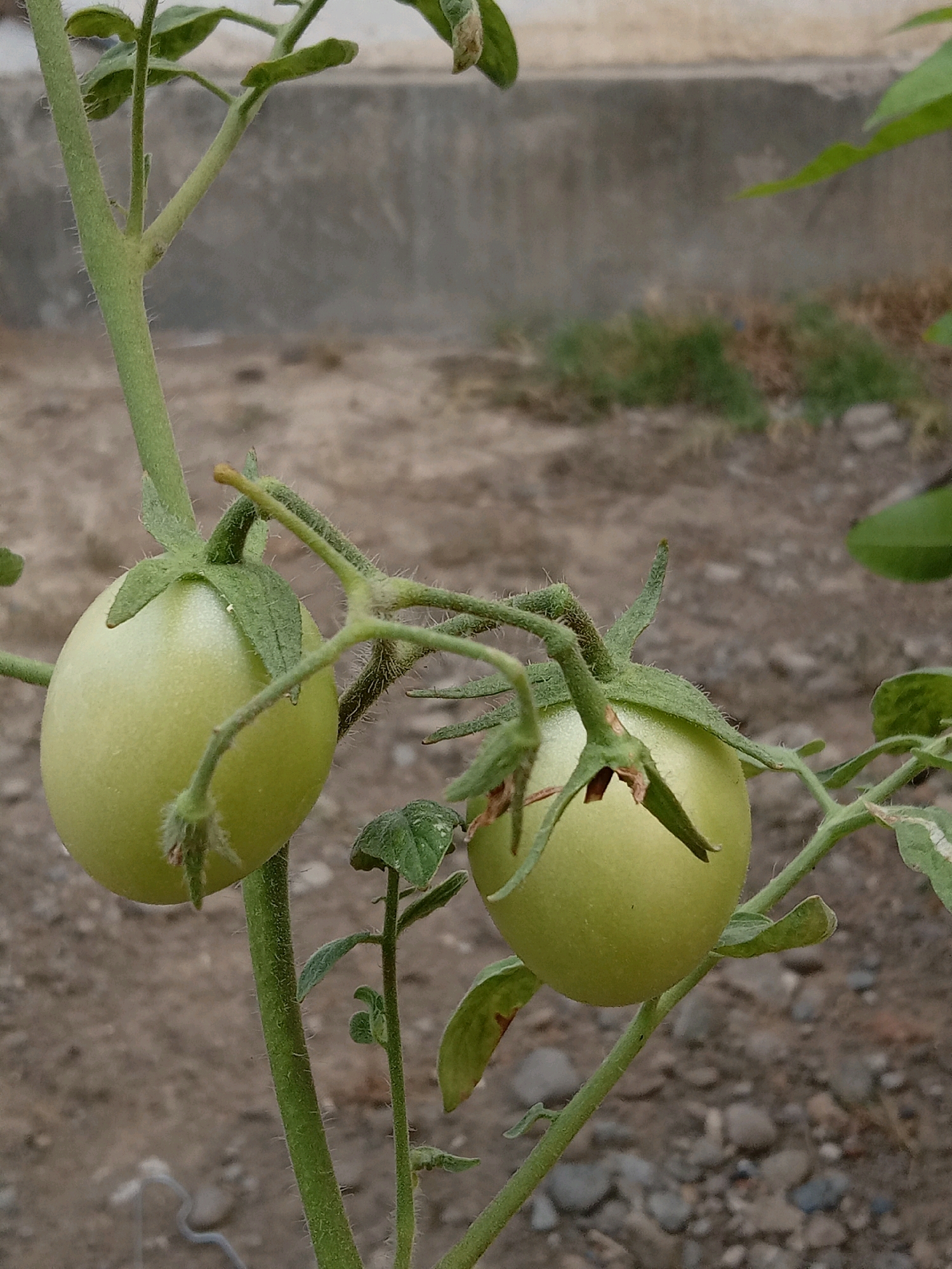 In Sukoanyar, Indonesia, a close-up, eye-level shot showcases two unripe green tomatoes hanging from a plant. The tomatoes are oval-shaped and have a smooth, slightly waxy texture, with small fuzzy hairs visible on their stems. The plant's stem is green and also covered in fine hairs, with several leaves, some showing signs of minor damage. The background is blurred, revealing a dusty, earthy ground scattered with small stones and pebbles, and a muted grey wall with some patches of dry grass.