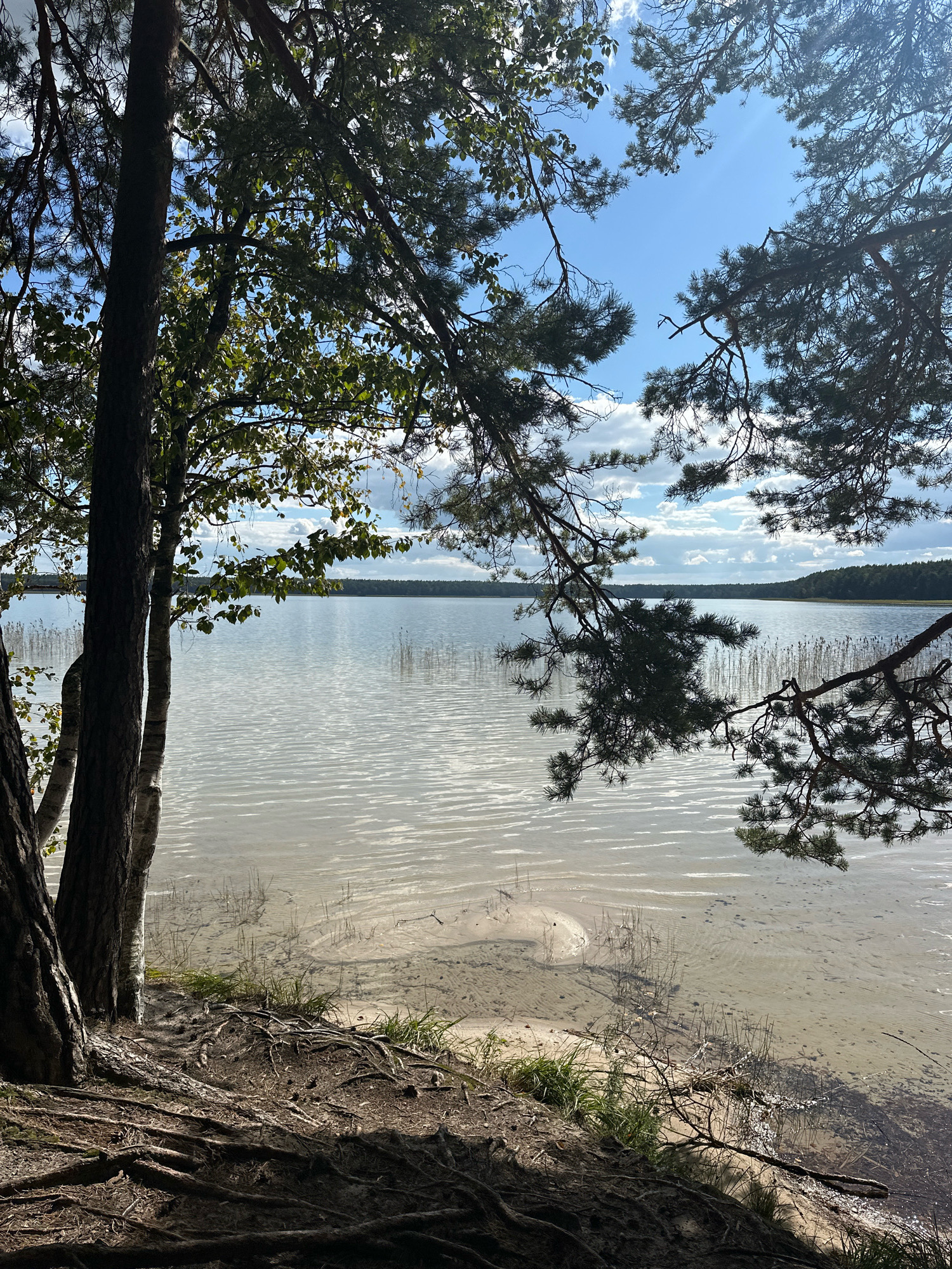 This image depicts a scenic view of a lake from a wooded shoreline. In the foreground, the gnarled roots of trees are exposed on the embankment, with the trunks of two trees, one dark and one lighter, visible on the left. The lake itself is calm with gentle ripples reflecting the sky, and the water is shallow near the shore, revealing a sandy bottom with scattered reeds and vegetation. In the distance, a dense forest lines the opposite bank of the lake. The sky above is a mix of blue with scattered white clouds. The scene is located in the Мядзельскі сельскі Савет, Belarus.