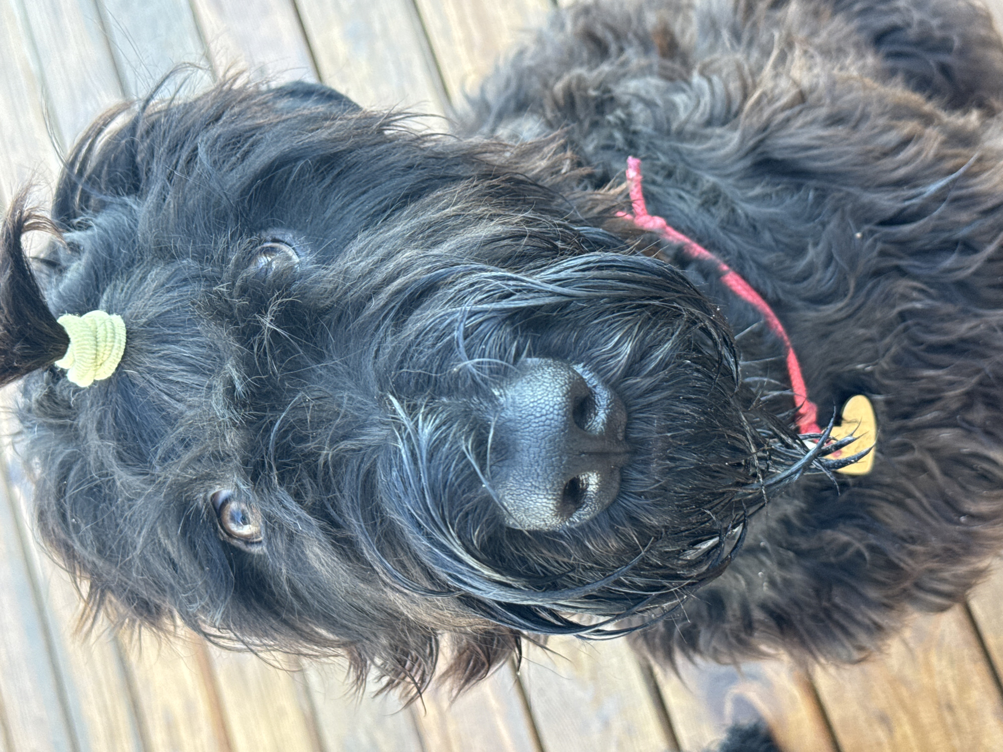 A black dog with shaggy fur and a pink collar with a yellow heart-shaped tag is sitting on a wooden deck. The dog has a small scrunchie holding back a tuft of its fur. The dog's fur appears wet, particularly around its nose and muzzle. The background is a wooden deck with visible planks. The image is a close-up shot, focusing on the dog's face. This scene is located in Chaikovsky, Russia.