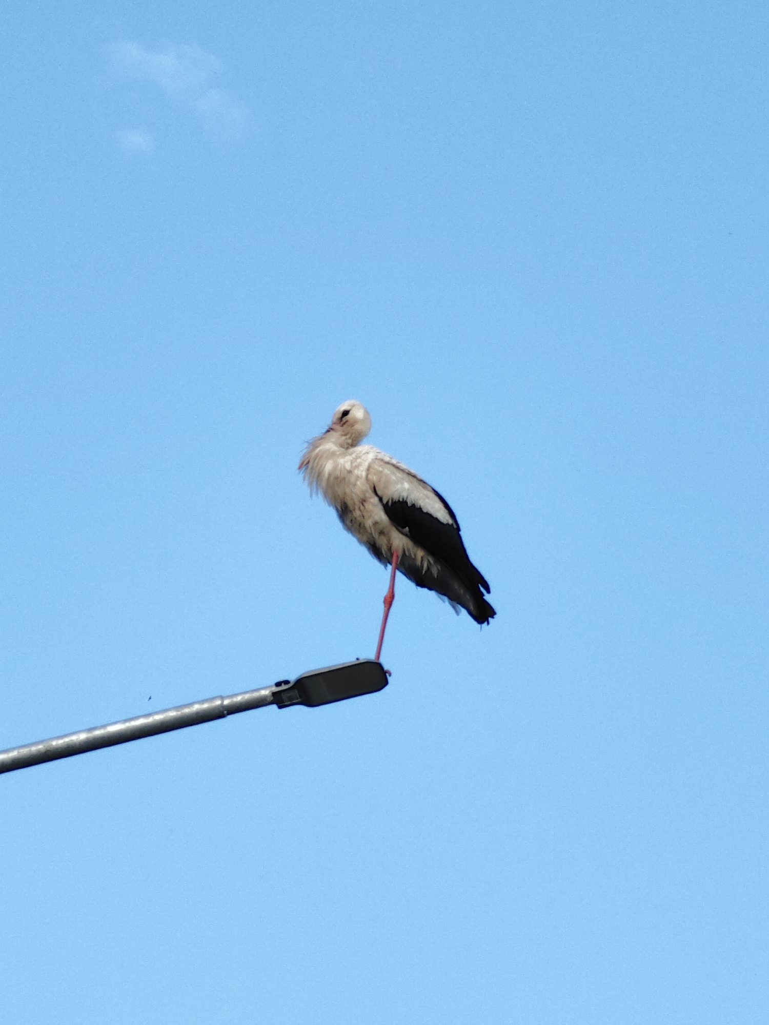 A white stork stands on a street lamp against a clear blue sky. The stork is mostly white with black wingtips and a long, pointed beak. Its right leg is extended downwards, while its left leg is bent and tucked under its body. The street lamp is metallic and angled upwards towards the right of the frame. The background is a uniform expanse of light blue sky, with a few wispy white clouds visible in the upper left quadrant. The overall scene is natural and peaceful, suggesting a moment of rest for the bird.