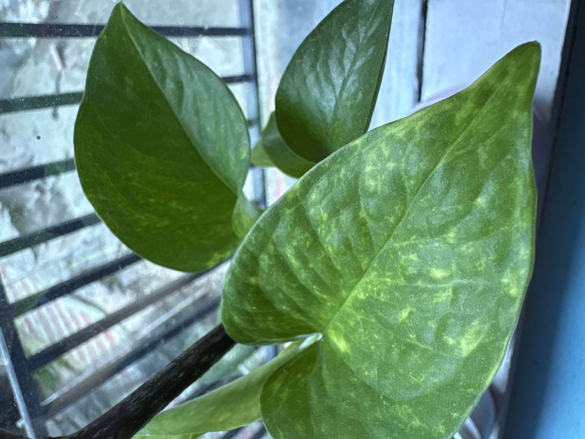 The image is a close-up, high-angle shot of a potted plant with large, heart-shaped green leaves. The leaves have a mottled pattern of lighter green and yellow. A dark brown stem is visible, angled from the upper left of the frame towards the center. In the background, a blurry window with dark bars is visible, suggesting the plant is indoors near a window. The lighting is soft and diffused. There are no people or animals present. The image does not provide any information about its location in Jather, India.
