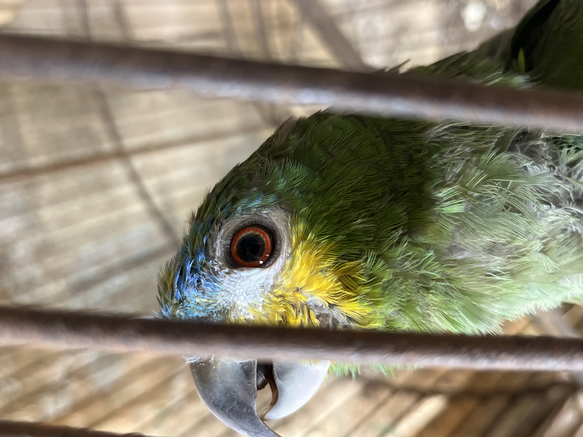 A close-up, angled shot depicts a parrot confined within a cage. The parrot, primarily green with blue and yellow feathers around its face, is positioned to the right of the frame. Its eye is prominent and appears to be a dark reddish-brown. The cage bars are visible in the foreground, partially obscuring the parrot's face and body. The background shows a blurred, out-of-focus wooden structure, possibly the cage's base or surroundings. The image was reportedly taken in Tinaquillo, Venezuela.