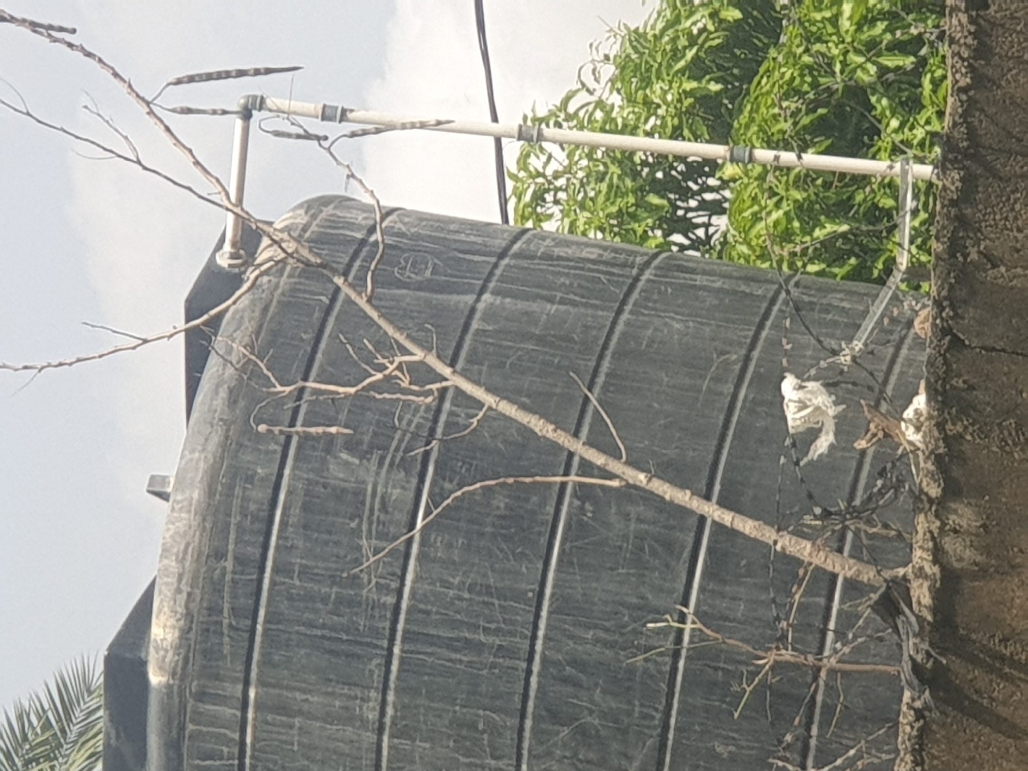 A large, black water tank is the main subject of the image, positioned on the right side and taking up a significant portion of the frame. The tank appears to be made of corrugated plastic and shows signs of weathering and dirt accumulation. A thin, dry tree branch with several seed pods is positioned in front of the tank, extending diagonally from the bottom left to the middle right of the image. A white PVC pipe with black bands runs vertically alongside the tank, supporting some of the tree's branches. In the background, lush green foliage is visible, suggesting a natural environment. The sky above is overcast and light blue. A concrete wall runs along the bottom of the image, partially obscured by the foliage and the base of the water tank. The scene appears to be outdoors, possibly in a residential or industrial area, given the presence of the water tank and the wall. There are no people or animals clearly visible in the image.