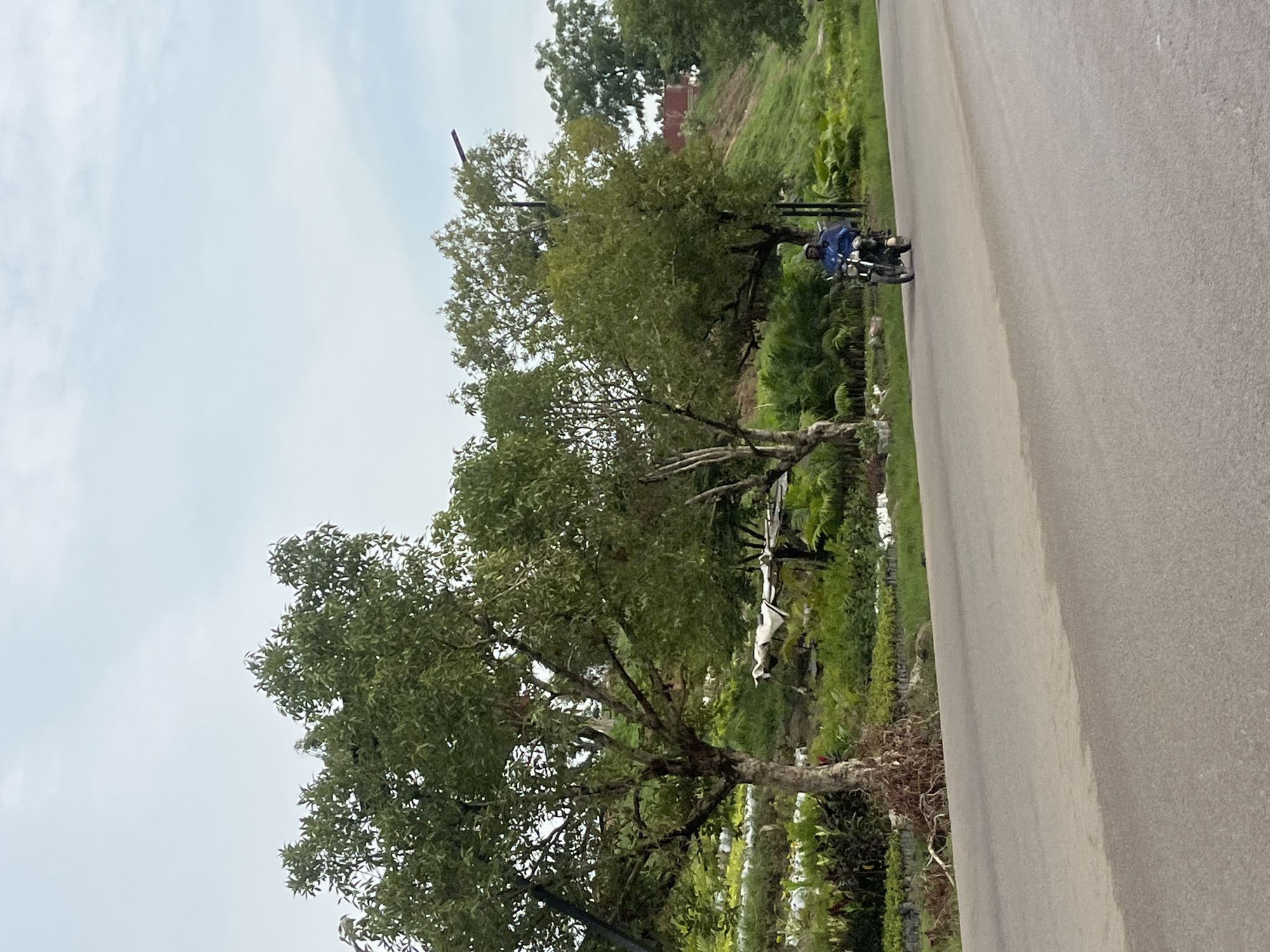 This image depicts a daytime scene along a paved road in Karmajiji, Nigeria, characterized by lush green vegetation. One person is visible, riding a motorcycle on the right side of the road. The individual is wearing a blue jacket or shirt and a light-colored helmet. The motorcycle appears to be a standard model.
To the left of the road, a dense array of green trees with full canopies lines the path. Beyond these trees, the terrain slopes upwards, covered in more vibrant green foliage, including bushes and possibly smaller trees. A hint of a building or structure, possibly red-bricked, can be seen partially obscured by the distant trees on the elevated ground.
The sky is bright but overcast or hazy, suggesting a cloudy day without clear sunlight. The overall setting implies a rural or semi-rural environment, typical of the location context provided. There is no discernible text within the image.