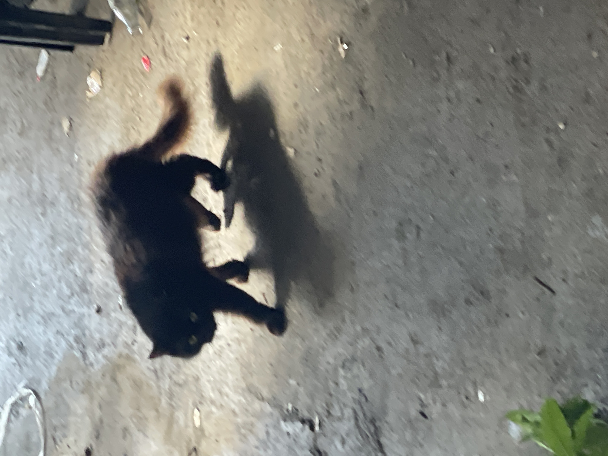 A black cat is positioned on a concrete surface. The cat's shadow is visible next to it. The surroundings are littered with debris. Vegetation is visible in the lower right corner of the image. The image appears to be taken in Davao City, Philippines.