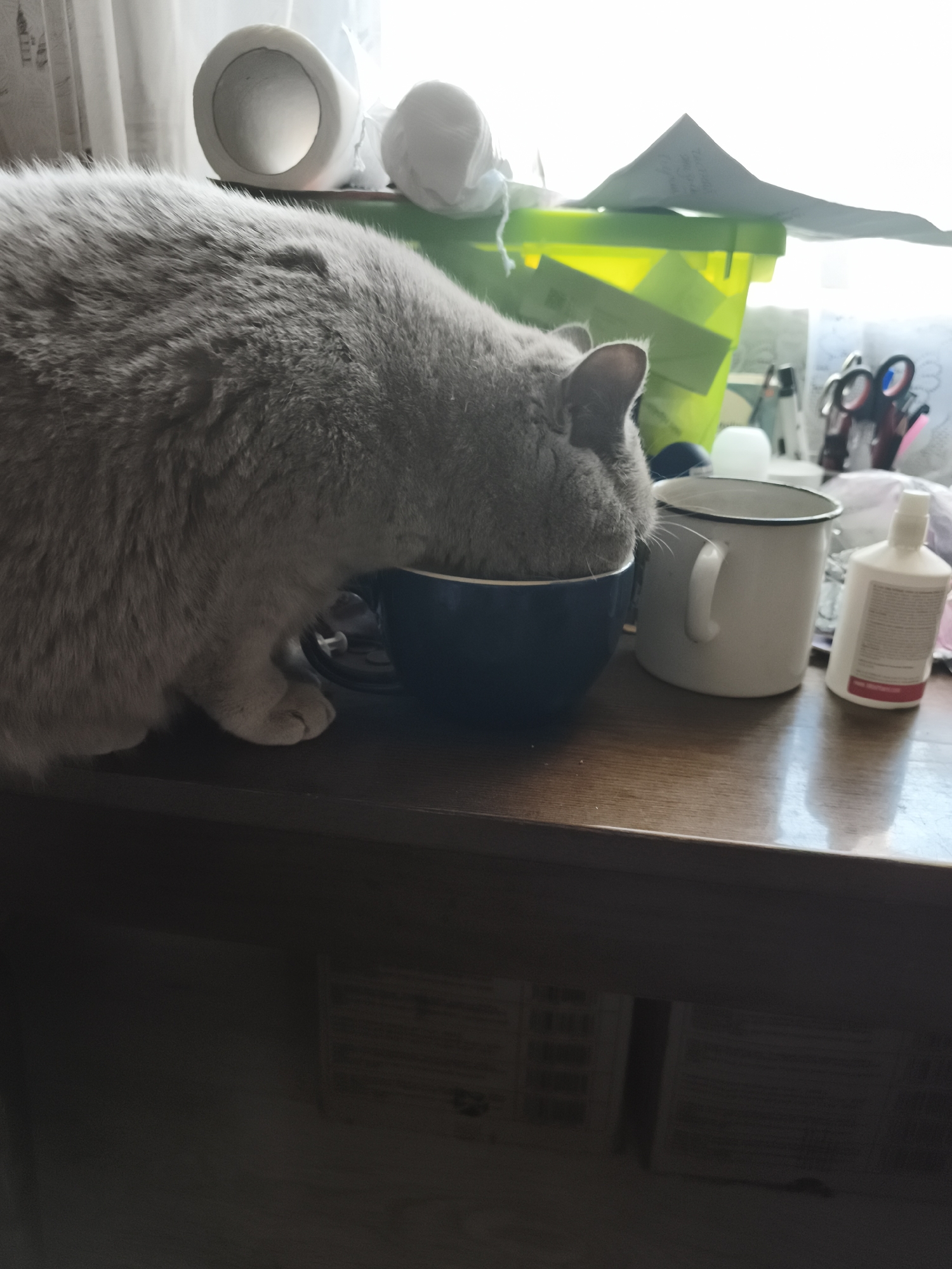 A grey cat is drinking from a dark blue bowl on a wooden surface. The cat is mostly obscured by the bowl, with only its back, head, and a paw visible. Next to the bowl is a white enamel mug with a black rim and a handle, and to the right of that is a white bottle with a red label. In the background, there are various objects on a shelf, including a bright green plastic bin filled with papers, a roll of tape, and some other containers. The scene appears to be indoors, possibly a desk or shelf near a window, as indicated by the bright light coming from the upper right. The overall lighting suggests it might be daytime. There is no visible text that can be clearly read. The setting could be a home or office environment in Daugavpils, Latvia.