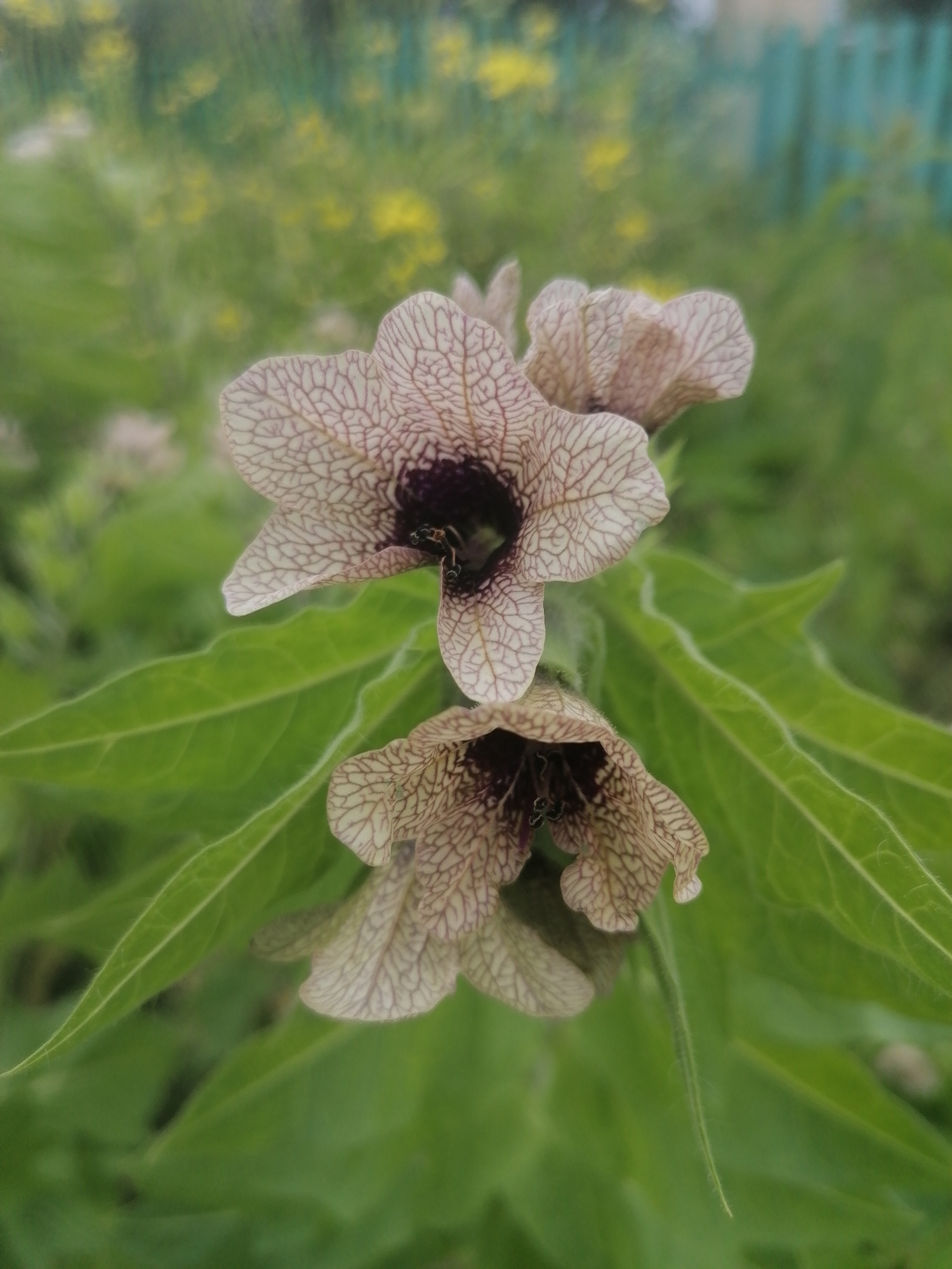 The image shows two bell-shaped flowers with a pale purple-white color and intricate dark purple veining. The flowers have a deep, dark purple center and their petals are slightly ruffled. They are surrounded by large, green, veined leaves. The background is blurred and consists of greenery with some yellow wildflowers and a teal-colored wooden fence. The overall setting appears to be a garden or natural outdoor environment in Lagerevo, Russia. The lighting suggests it might be daytime, possibly overcast or in shade, given the soft light and lack of harsh shadows. No people or animals are visible. The focus is solely on the flowers and their foliage, highlighting their unique patterns and textures. The image conveys a sense of natural beauty and delicate detail.