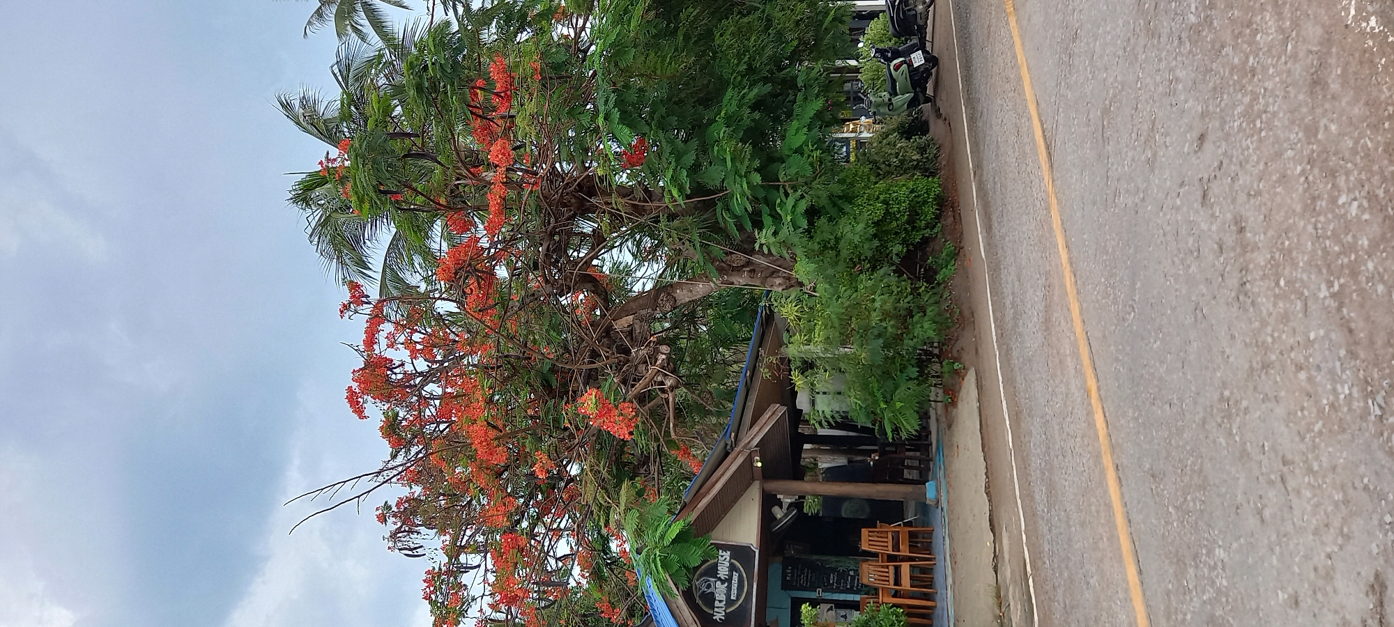 The image shows a view of Harbor House restaurant in Baan Tai, Thailand. The restaurant is a one-story building with a blue roof trim, and outdoor seating is visible. A large tree with orange flowers dominates the foreground, partially obscuring the restaurant. The sky is overcast. The edge of a road runs along the right side of the frame, with several parked motorbikes visible beyond the restaurant.