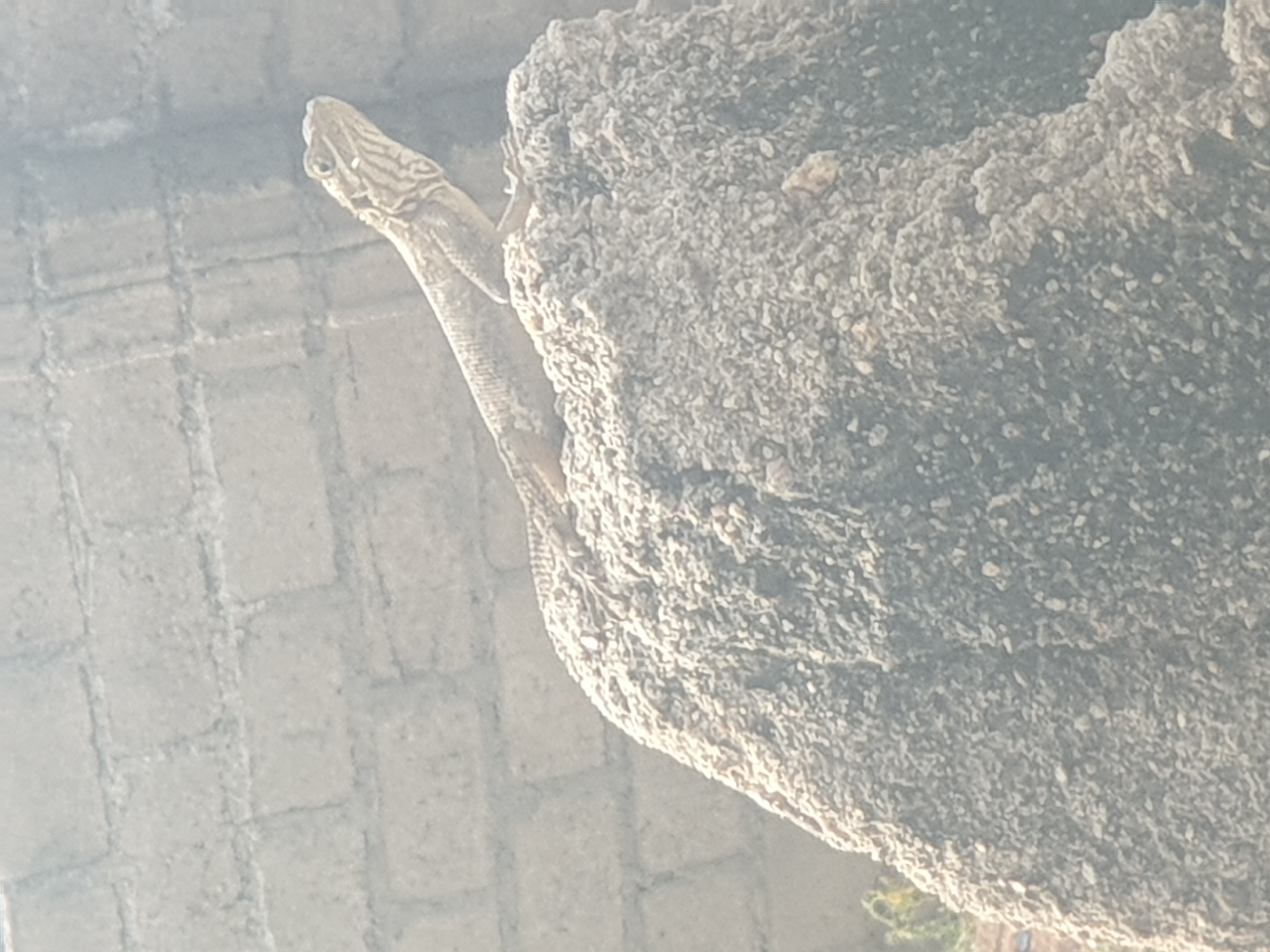 A bearded dragon lizard is perched on a rough, textured rock formation, its body angled towards the right. The background consists of a brick wall with visible mortar lines. The lighting suggests a bright, outdoor environment, possibly during the day, casting subtle shadows. The overall color palette is muted, dominated by grays and earthy tones.