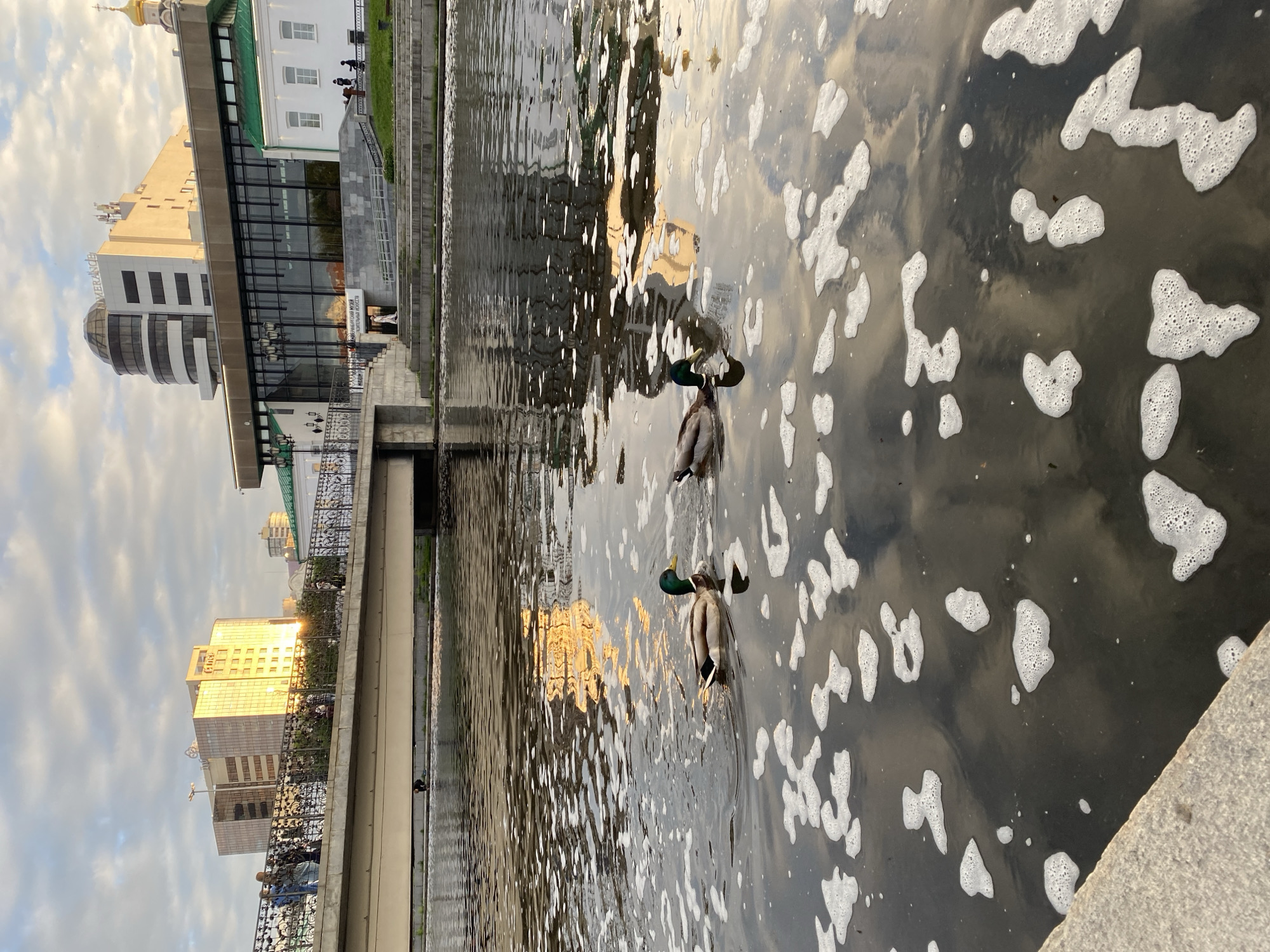 In Yekaterinburg, Russia, two mallard ducks swim in a river reflecting the sky and buildings. A modern bridge spans the river, with people walking on it. Beyond the bridge, a multi-story building with a rounded glass section and another building with a golden facade stand under a cloudy sky. To the right, a white building with green trim and a golden dome is visible. The river's surface is dotted with white foam.