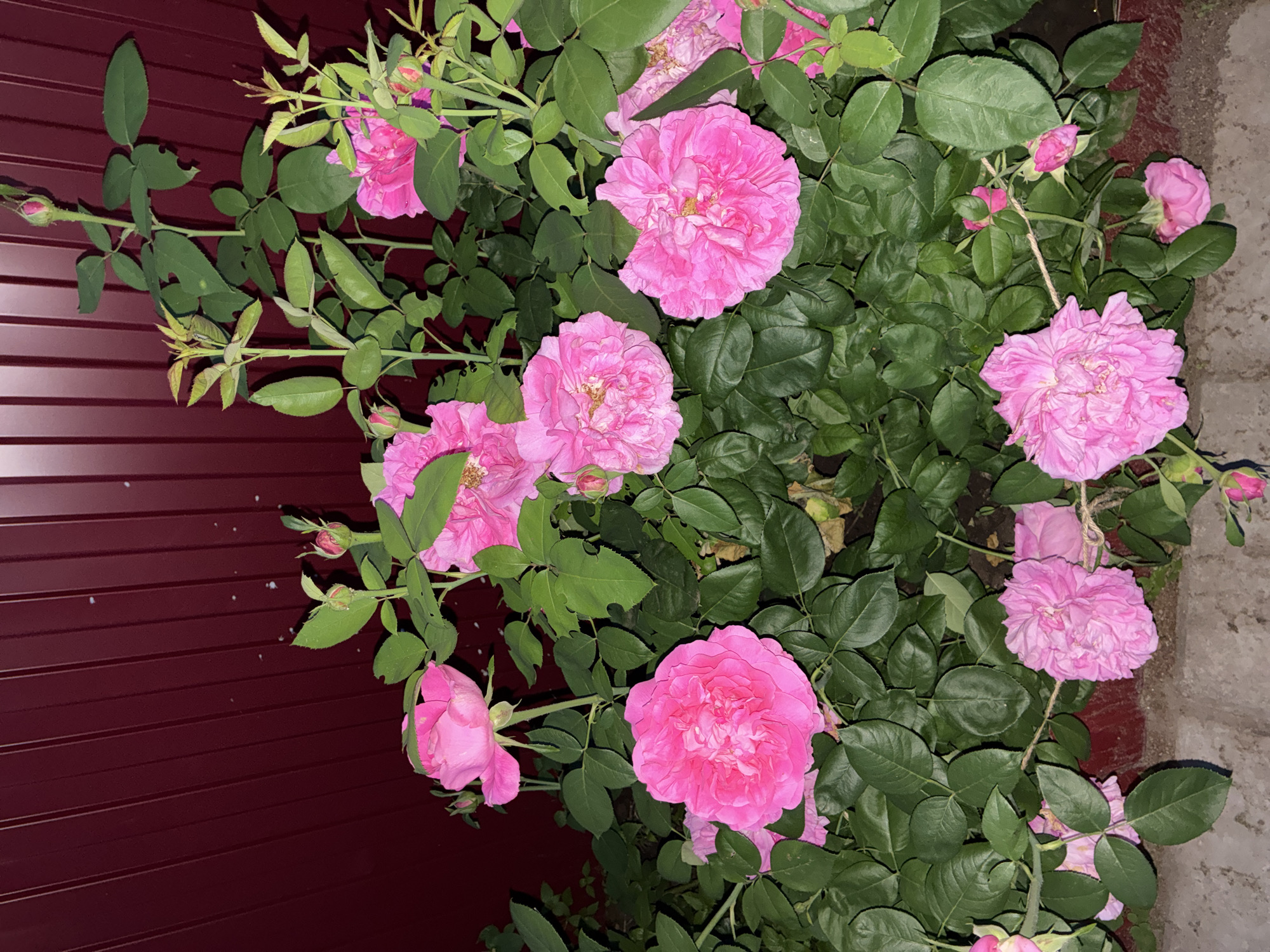 The image shows a close-up view of a rose bush with numerous pink roses, some in full bloom and others as buds. The roses are set against a backdrop of lush green leaves and a dark reddish-purple corrugated metal fence. The lighting suggests it is evening or night, with artificial light illuminating the flowers. The ground in the foreground appears to be a mixture of soil and concrete edging. The location is identified as Totskoye, Russia, though no specific landmarks or context are visible to confirm this from the image itself. There are no people or animals present in the scene, and no discernible actions are taking place. The overall impression is a still, natural scene enhanced by nighttime lighting.