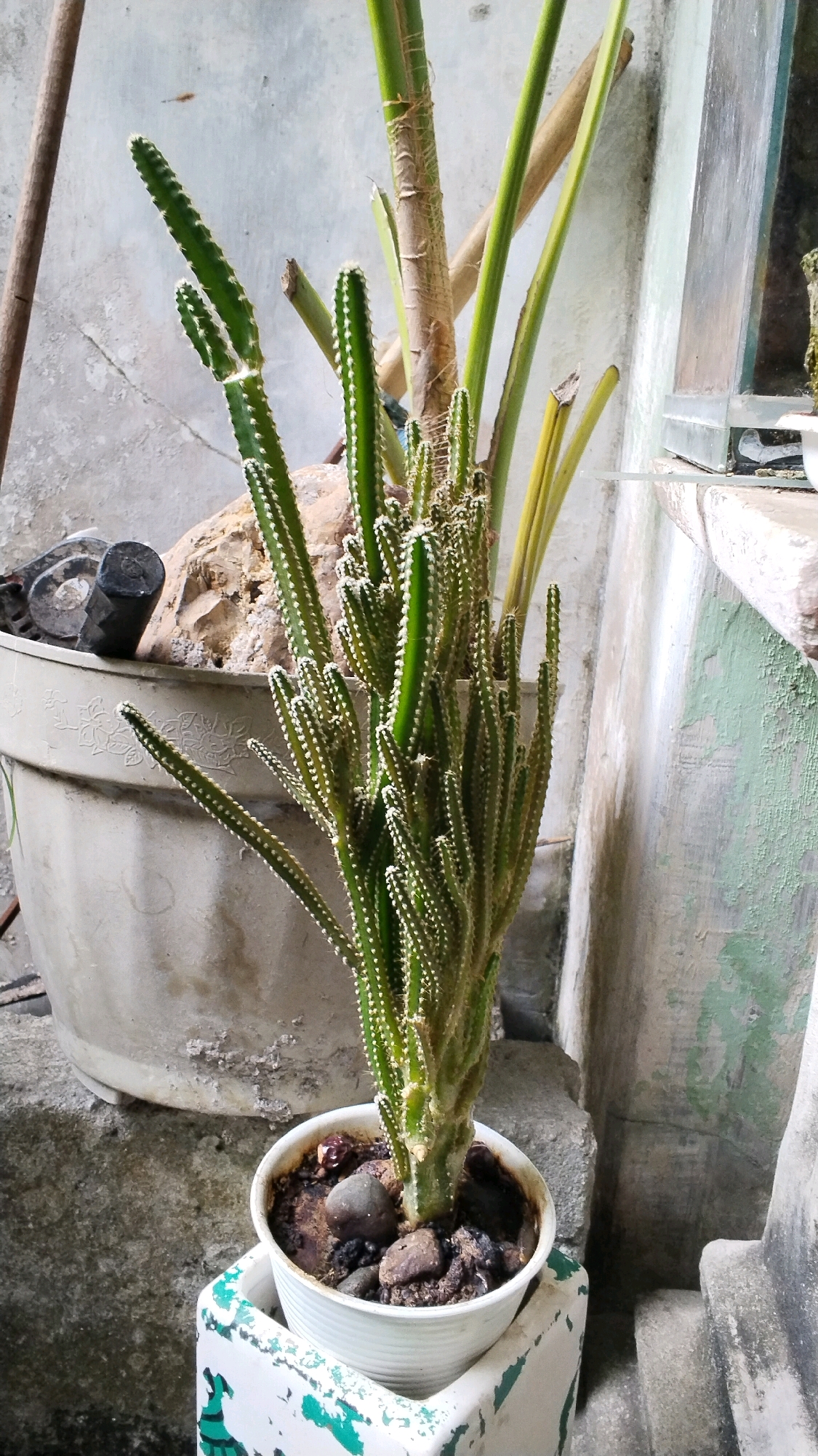 A multi-stemmed, green cactus is planted in a small white pot, which rests on top of a larger, light-colored, textured planter. The cactus has numerous thin, upright stems covered in small white spines. Some of the stems are thicker and have visible ribbing. The soil in the white pot is dark and contains several small, dark stones. Behind the cactus, a large, light-colored rock is partially visible, with a dark, cylindrical object with a metal ring protruding from its side. A tall, brown, woody stalk, possibly from another plant, is positioned behind the cactus and slightly to the right, with several long, green, leaf-like structures emerging from its top and to its right. The background consists of a textured, light-colored concrete wall, with patches of green paint. The scene appears to be outdoors, in a location that is likely urban or semi-urban, given the presence of concrete structures and planters. The lighting suggests it is daytime, possibly with indirect sunlight. The overall setting is utilitarian, with a focus on the plants and their containers. The image does not contain any people or discernible animals, and no actions or interactions are depicted. The image is a medium close-up shot, focused on the cactus and its immediate surroundings.