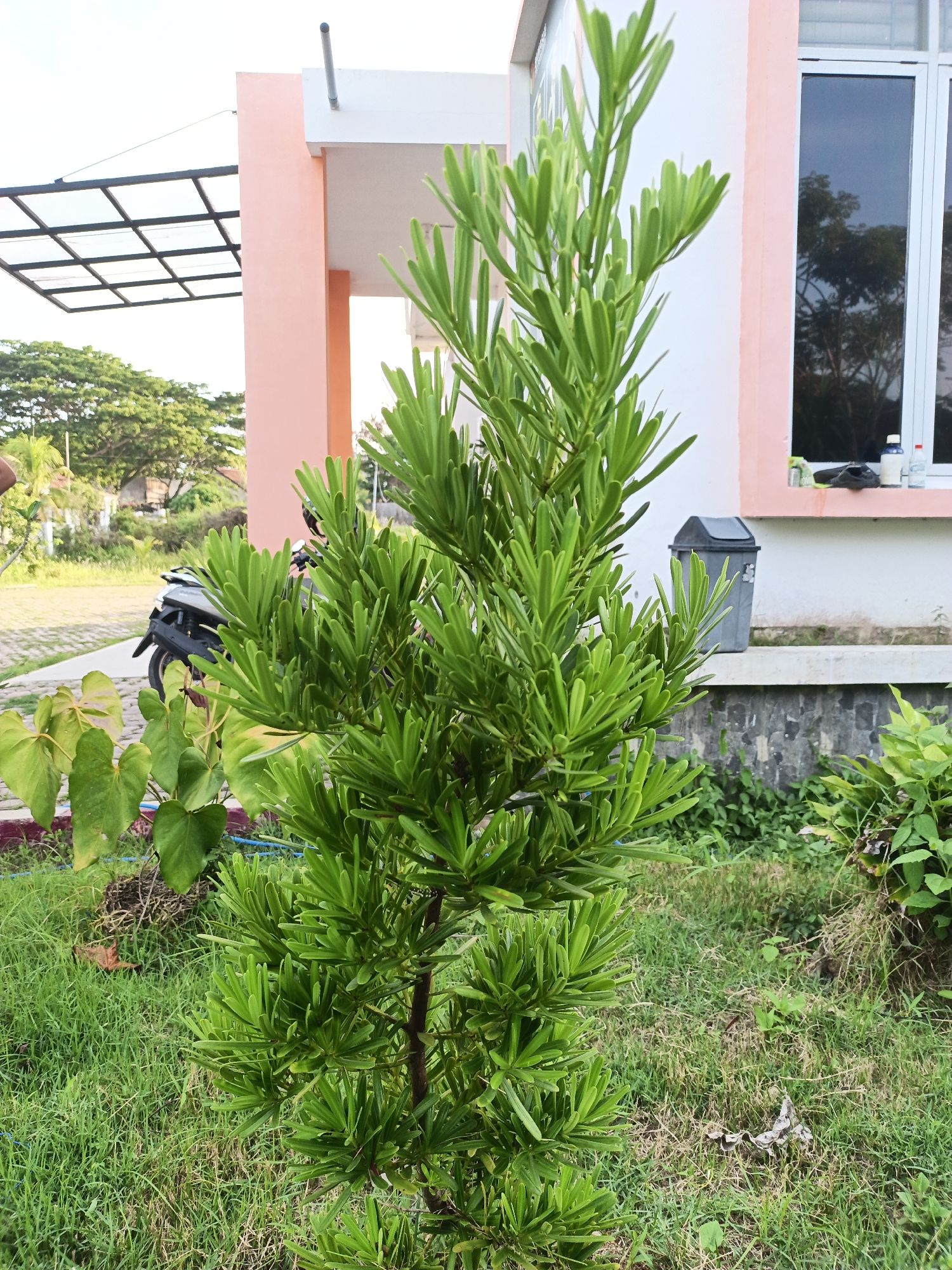 A medium shot captures a coniferous tree in a grassy area. Behind the tree stands a building with a white facade and peach-colored pillars. A dark-tinted window is visible on the building, with items on the window sill. A black trash can is also next to the building. A motorbike is partially visible to the left of the tree. In the background, trees and buildings are visible under a cloudy sky. Based on the information given, this photograph was taken in Lhokseumawe, Indonesia.
