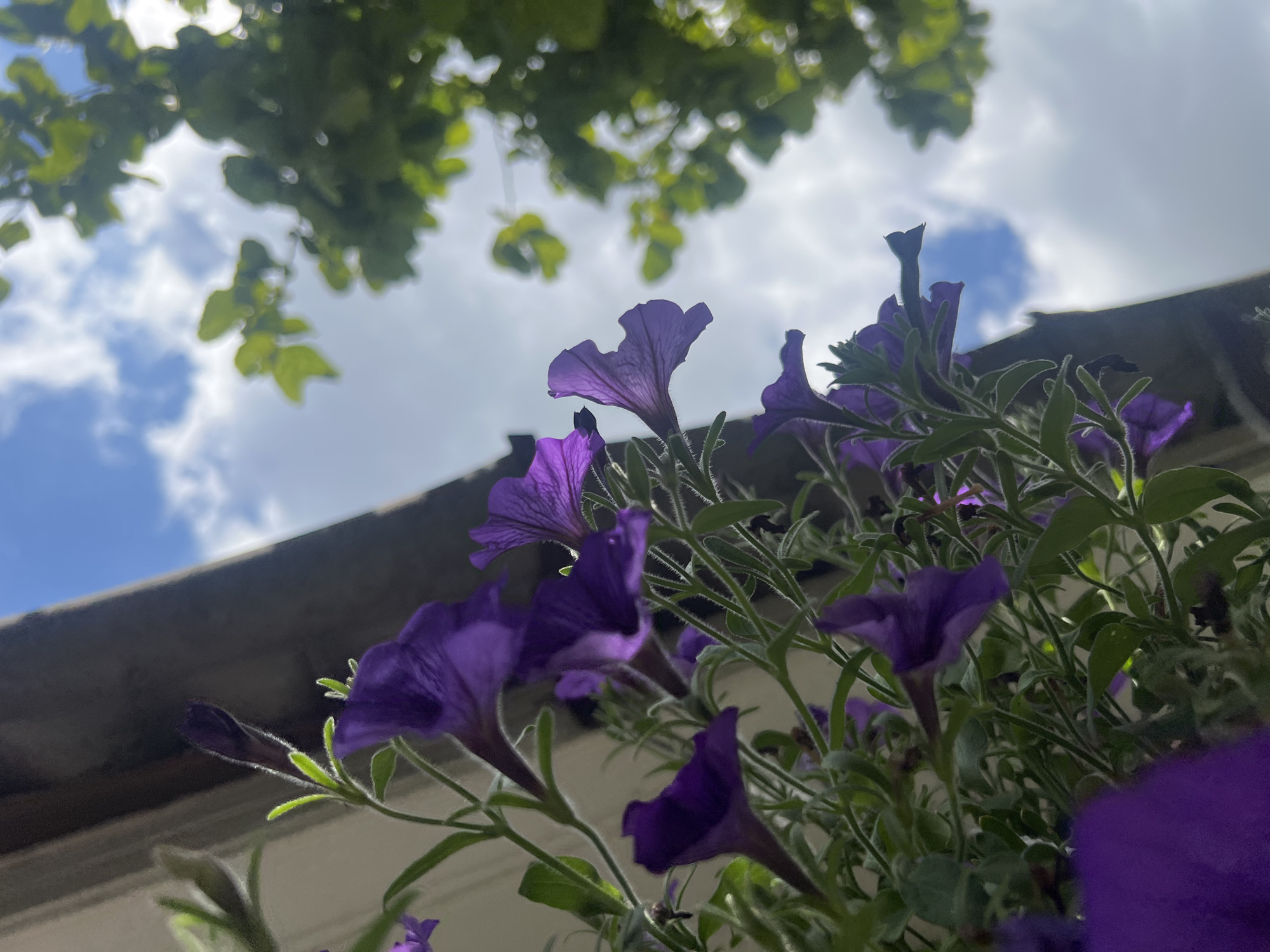 A close-up, low-angle shot captures a cluster of vibrant purple petunias in bloom, their delicate petals unfurling against a backdrop of a cloudy blue sky and the blurred green foliage of nearby trees. The flowers are the primary focus, with their trumpet-shaped blooms and slender green stems creating a sense of upward growth and natural beauty. A portion of a dark, angled roofline is visible in the upper left corner, adding a hint of architectural context. The lighting suggests it is daytime, with soft sunlight filtering through the clouds and illuminating the floral arrangement. The scene appears to be outdoors, possibly in a garden or balcony setting within a city, though no specific landmarks or identifying features are discernible.