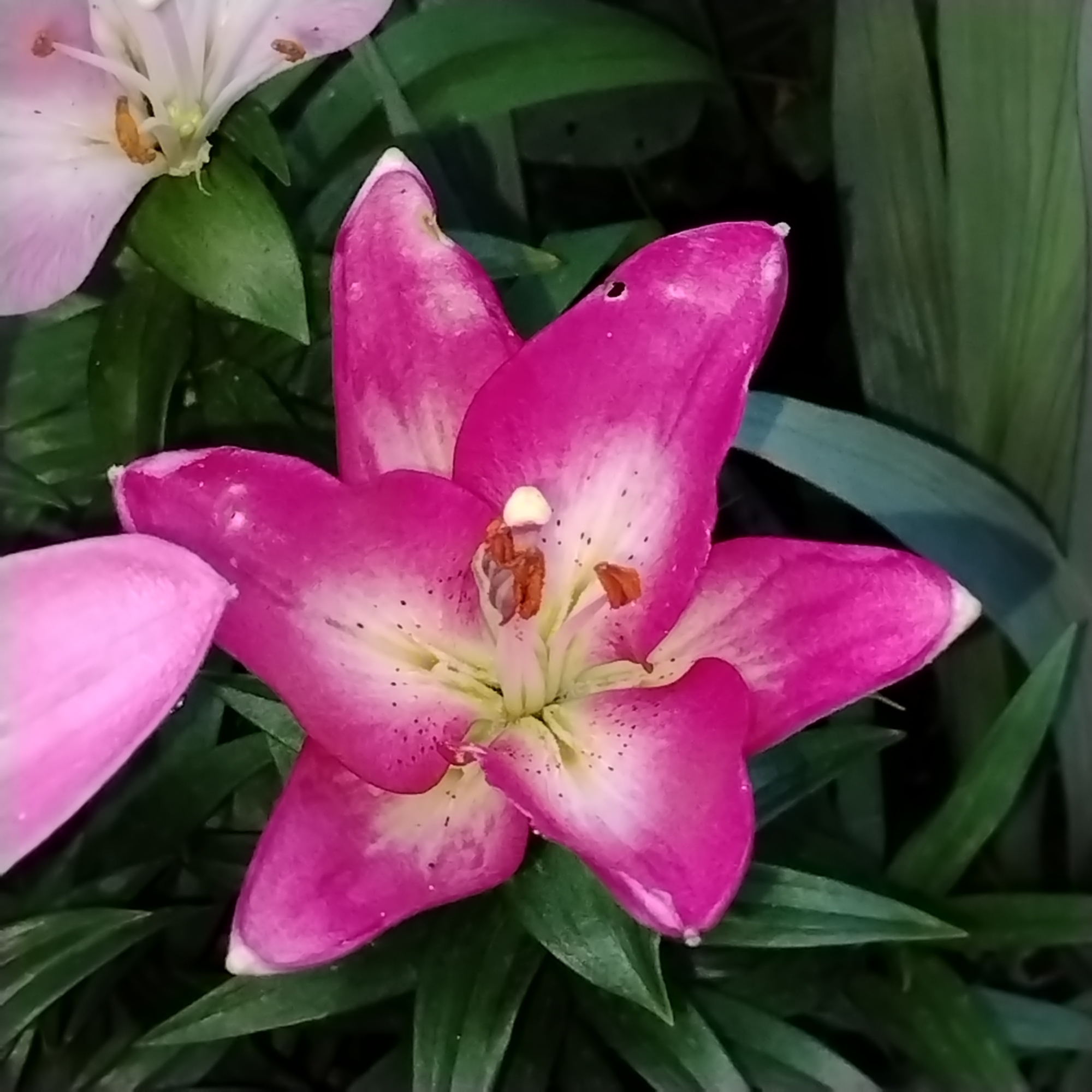 The image displays a close-up of a bright pink lily with white and yellow accents in its center. The flower is in focus, with its petals spread open, revealing the stamen and pistil. The background consists of dark green foliage, suggesting an outdoor setting. There are no people or discernible human activity visible in the image. The scene is entirely natural, with no elements that would suggest a specific urban location. Therefore, it is not possible to determine or infer its location in the city of Ekibastuz, Kazakhstan based solely on the visual information provided.